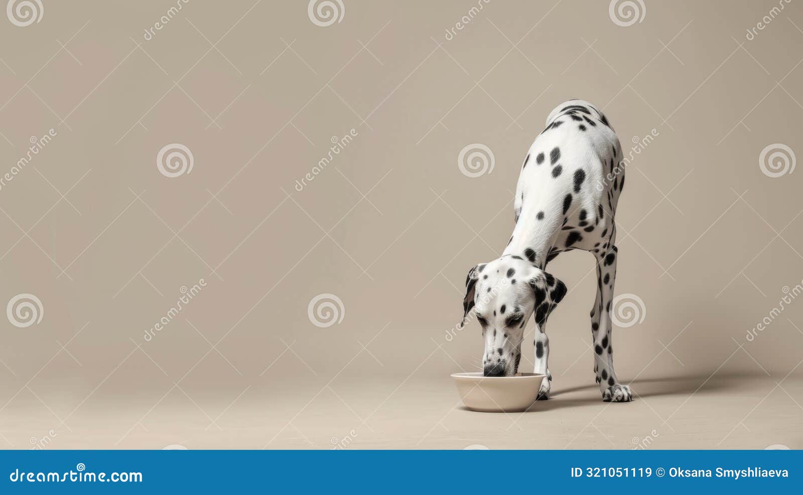 dalmatian dog enjoying meal in neutral setting