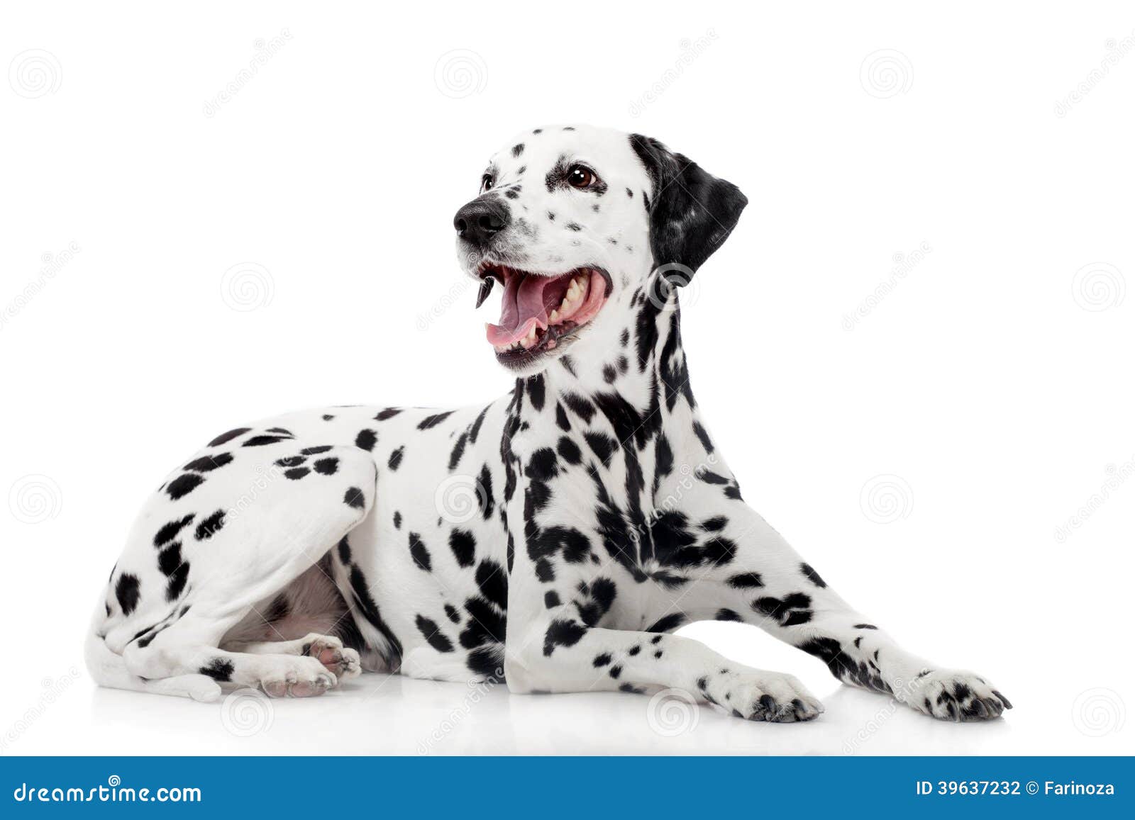 dalmatian dog,  on white