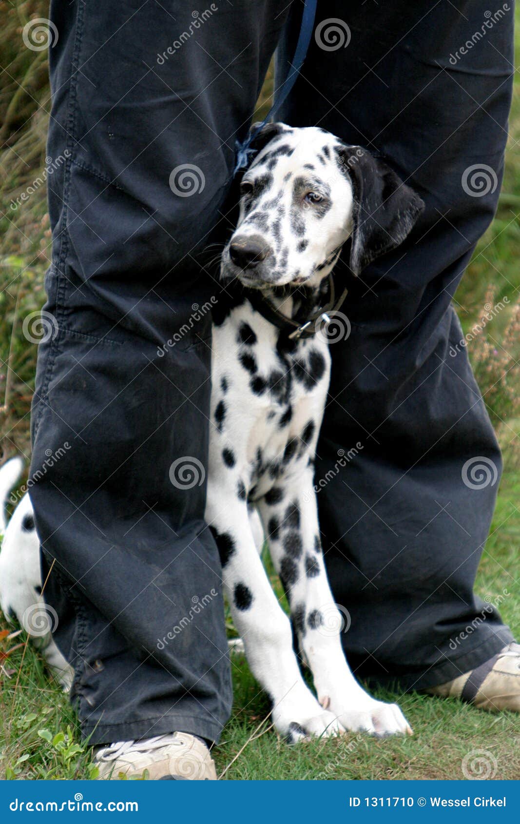 Dalmatian dog between legs stock photo. Image of mammal 1311710
