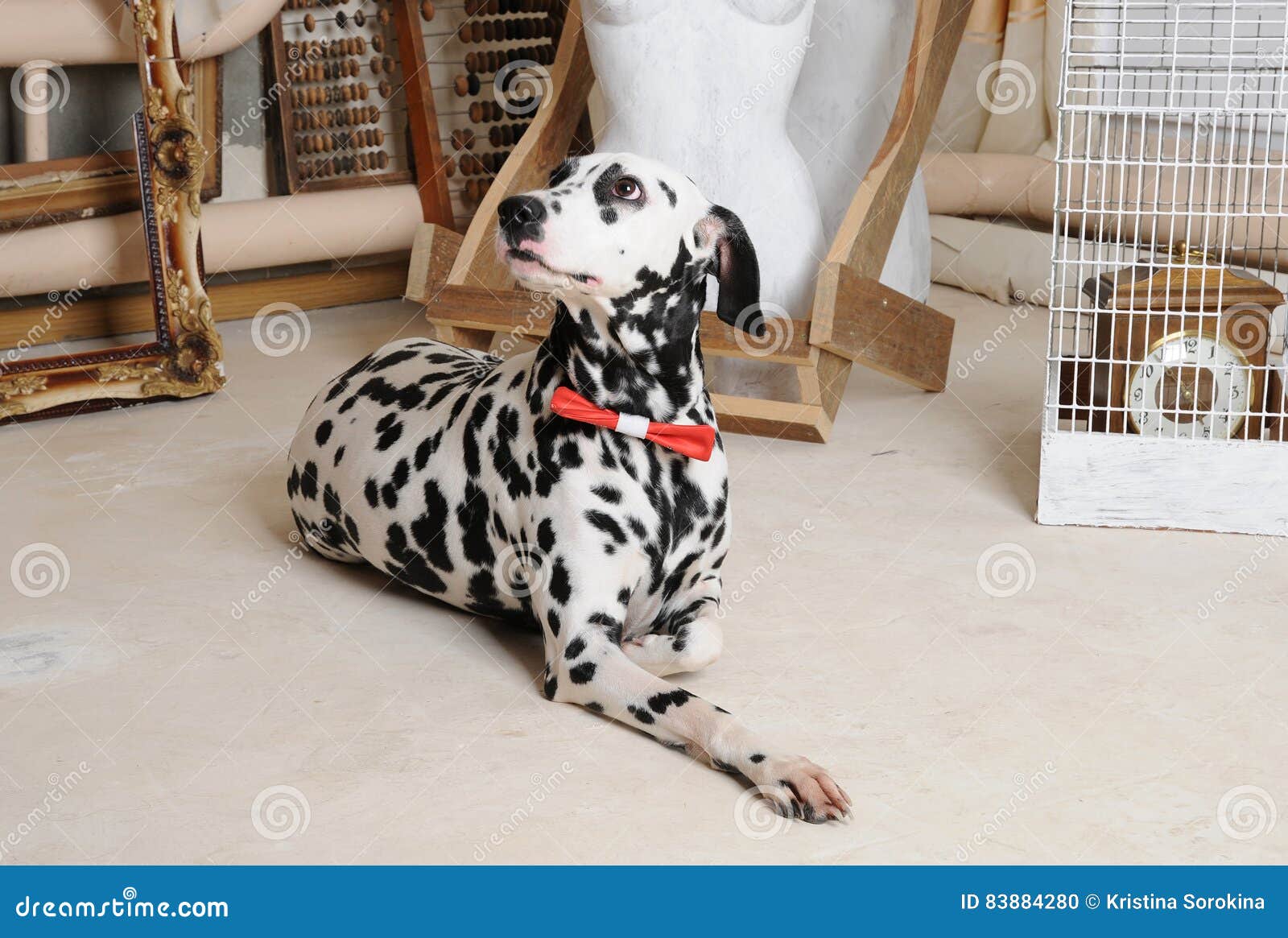 dalmatian bow tie