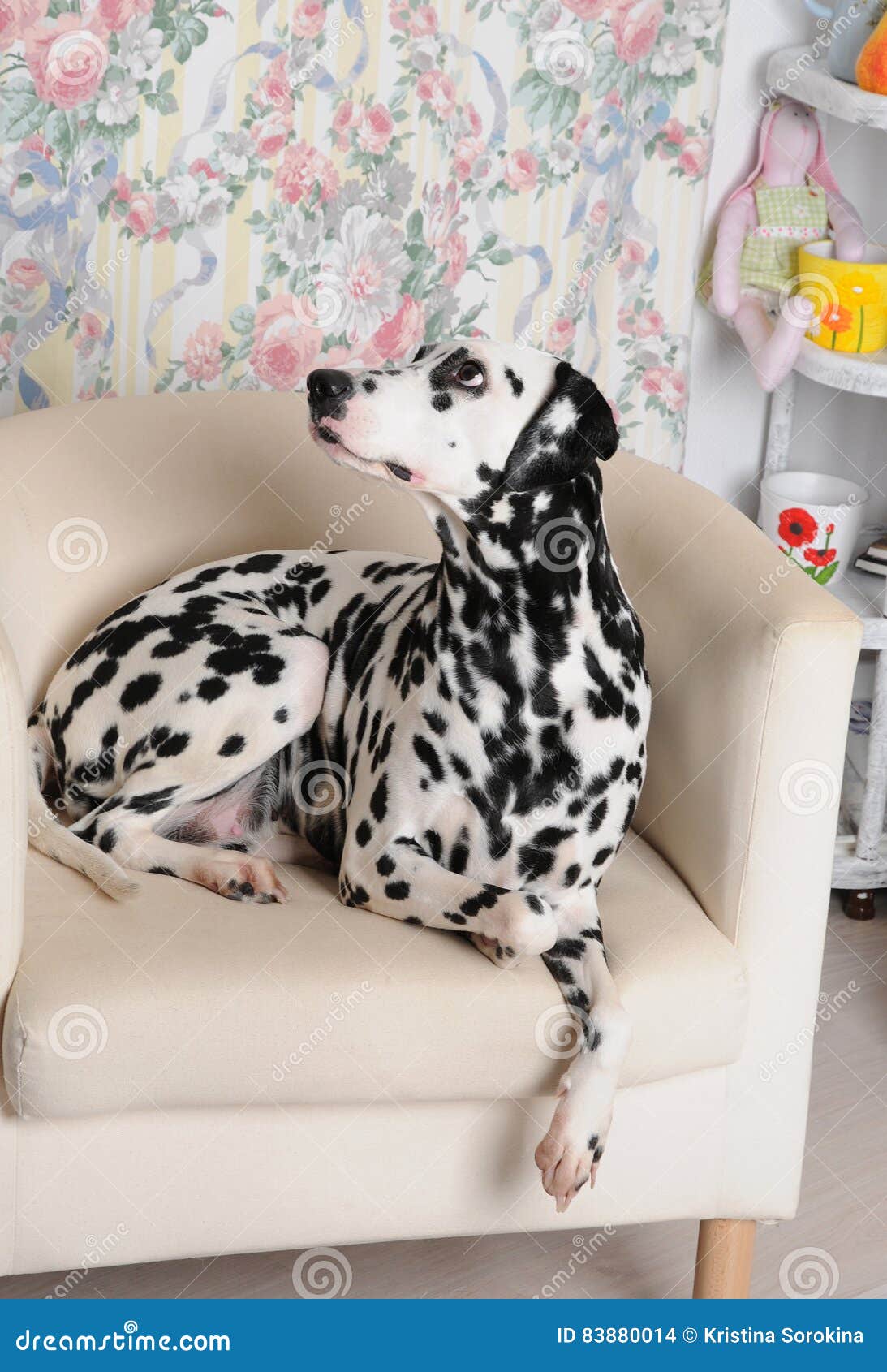 Dalmatian Dog On A White Chair In The Bright Shabby Interior