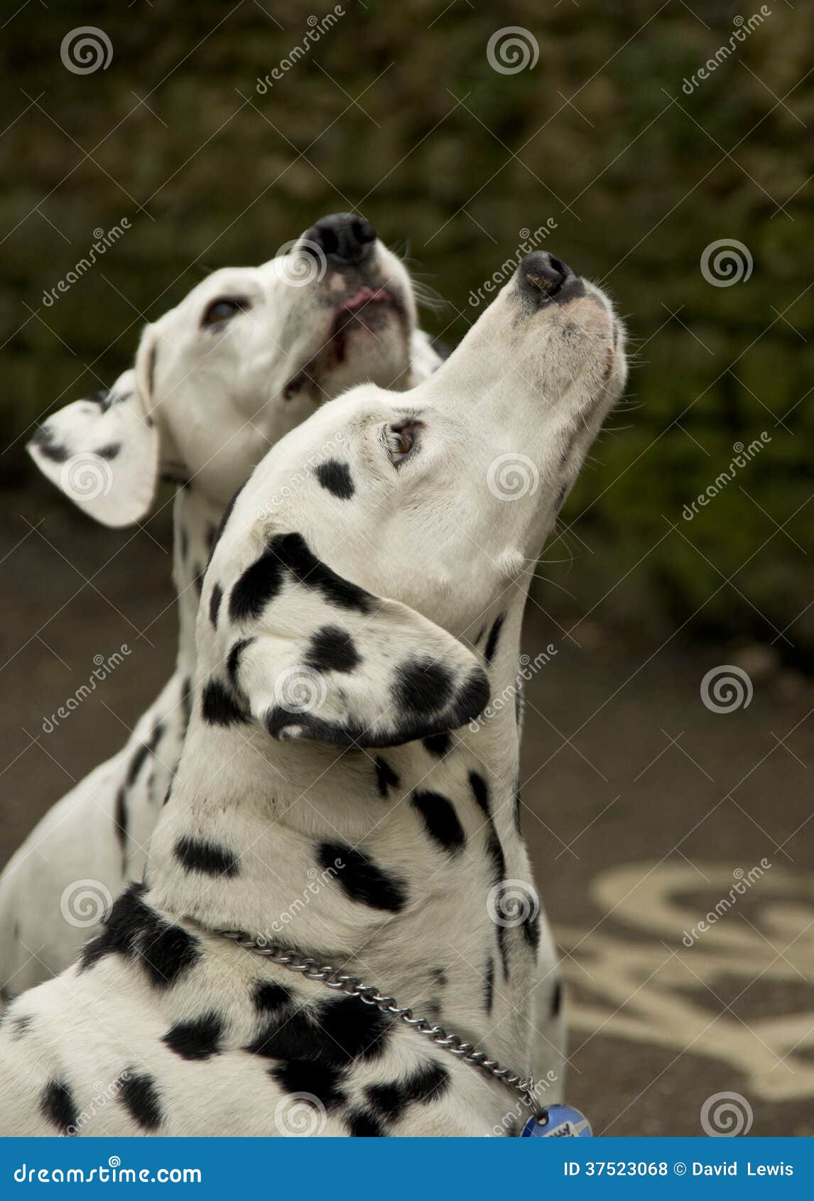 Dalmatian dogs stock photo. Image of croatia, close, play 37523068