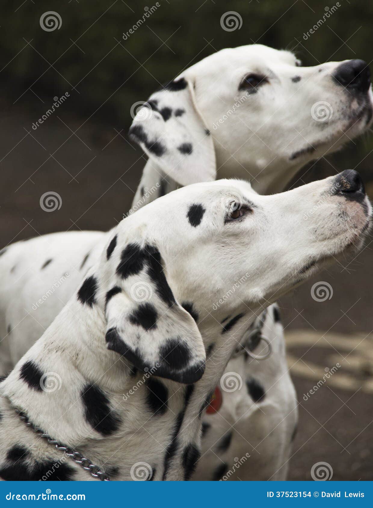 Dalmatian dogs stock photo. Image of playful, canines 37523154