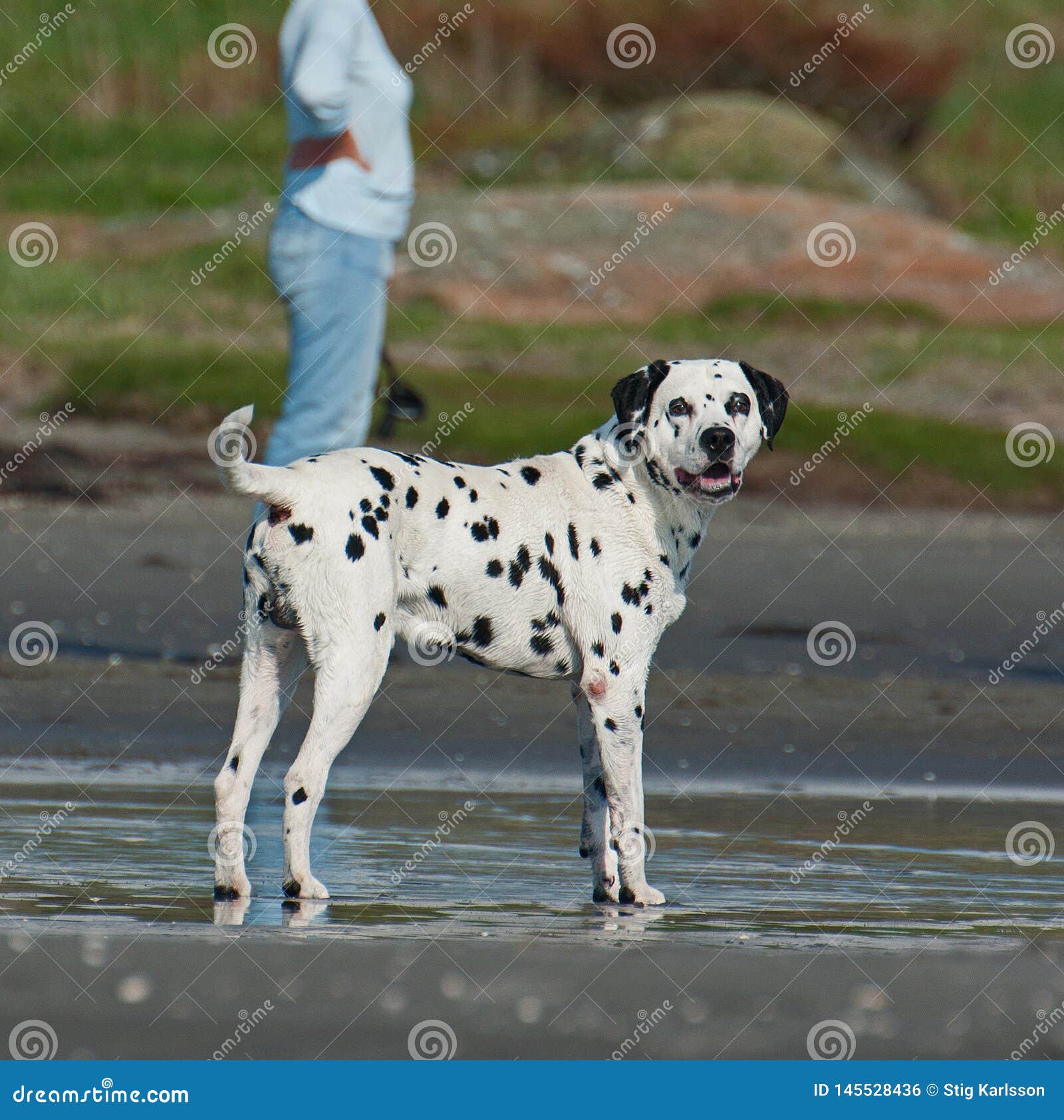 male dalmatian