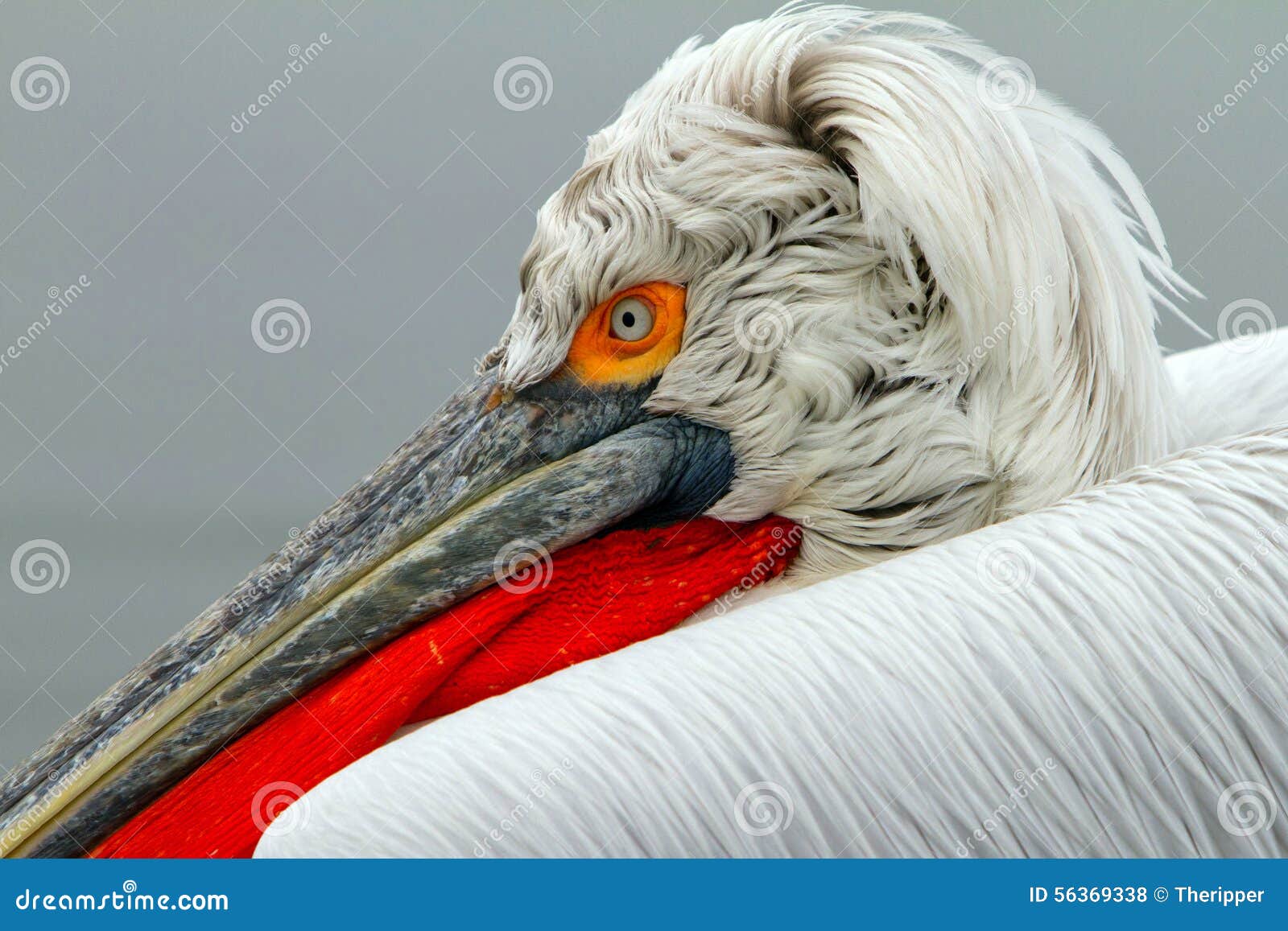 dalmatian pelican