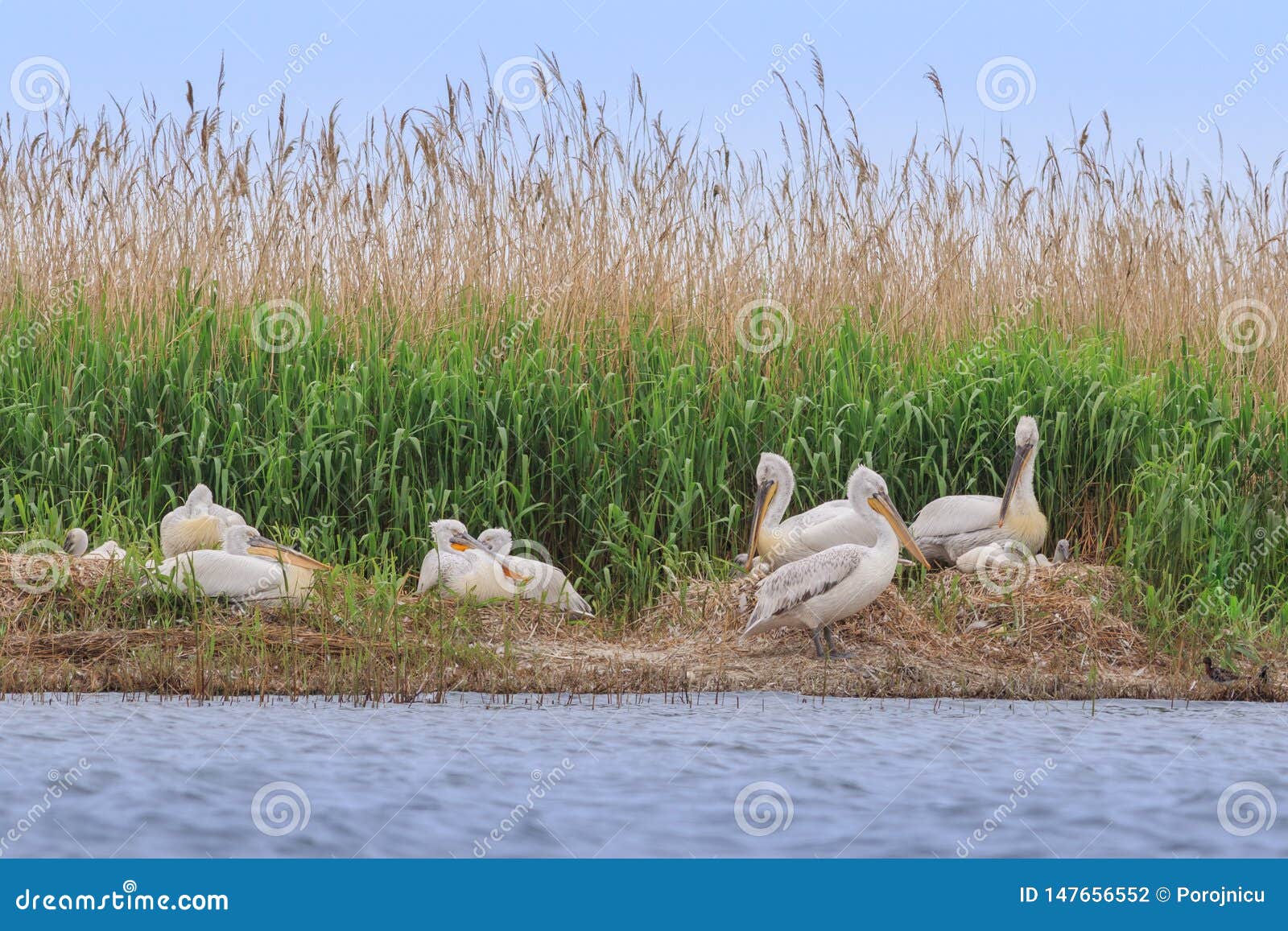 Dalmatian Pelicans Pelecanus Crispus Stock Photo Image of reservation