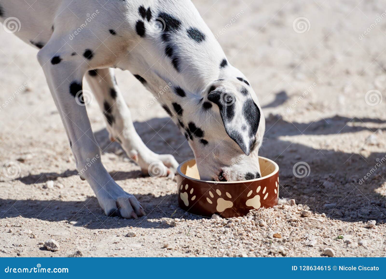 Dalmatian Puppy Eats Dry Food From A Bowl Stock Image