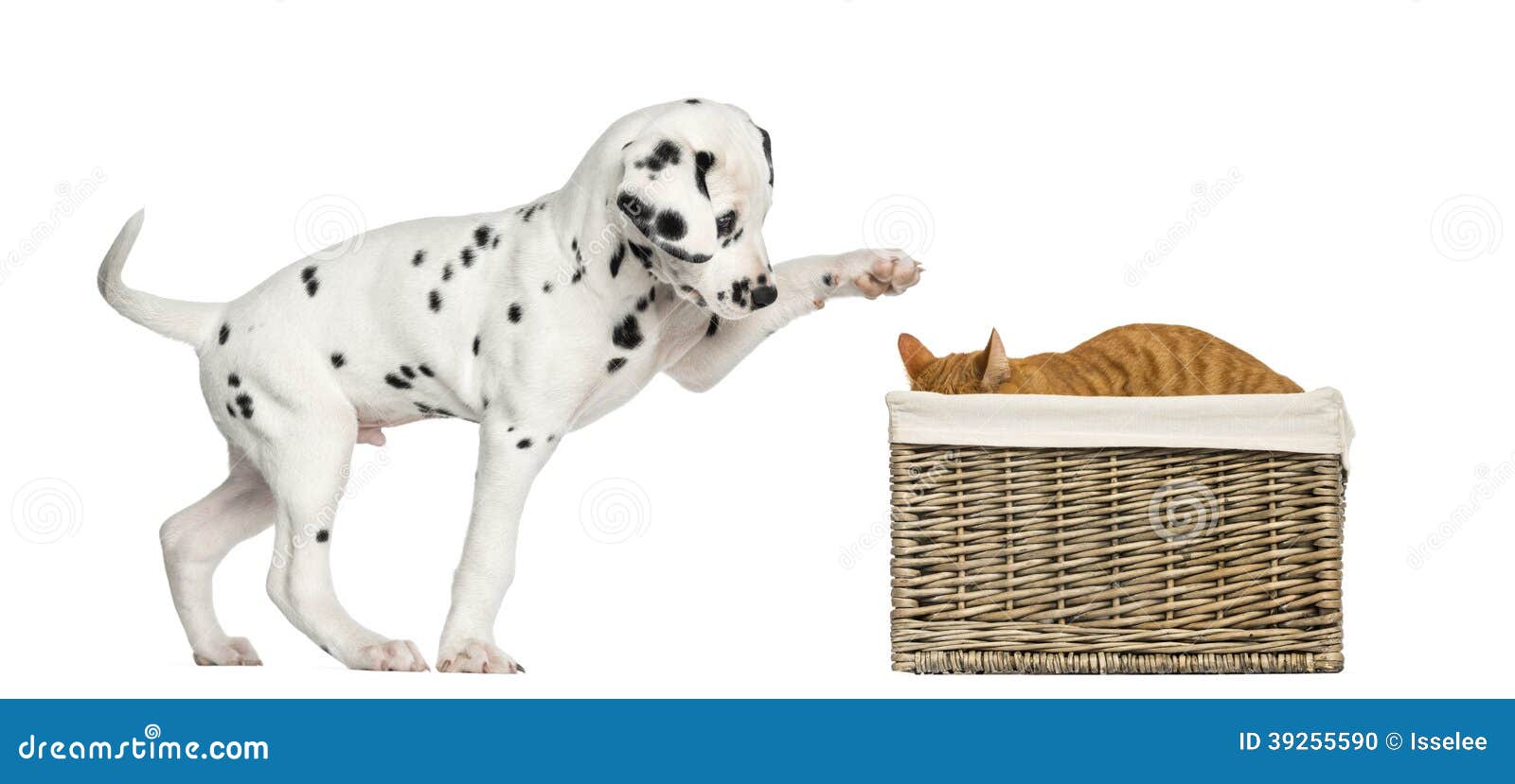 Dalmatian Puppy Playing with a Cat Stock Photo Image of view, white