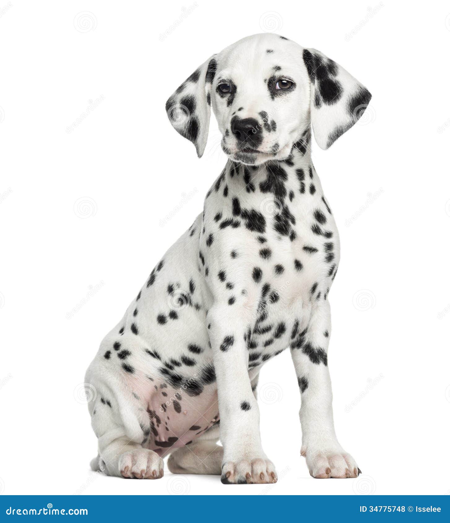 dalmatian puppy sitting, 