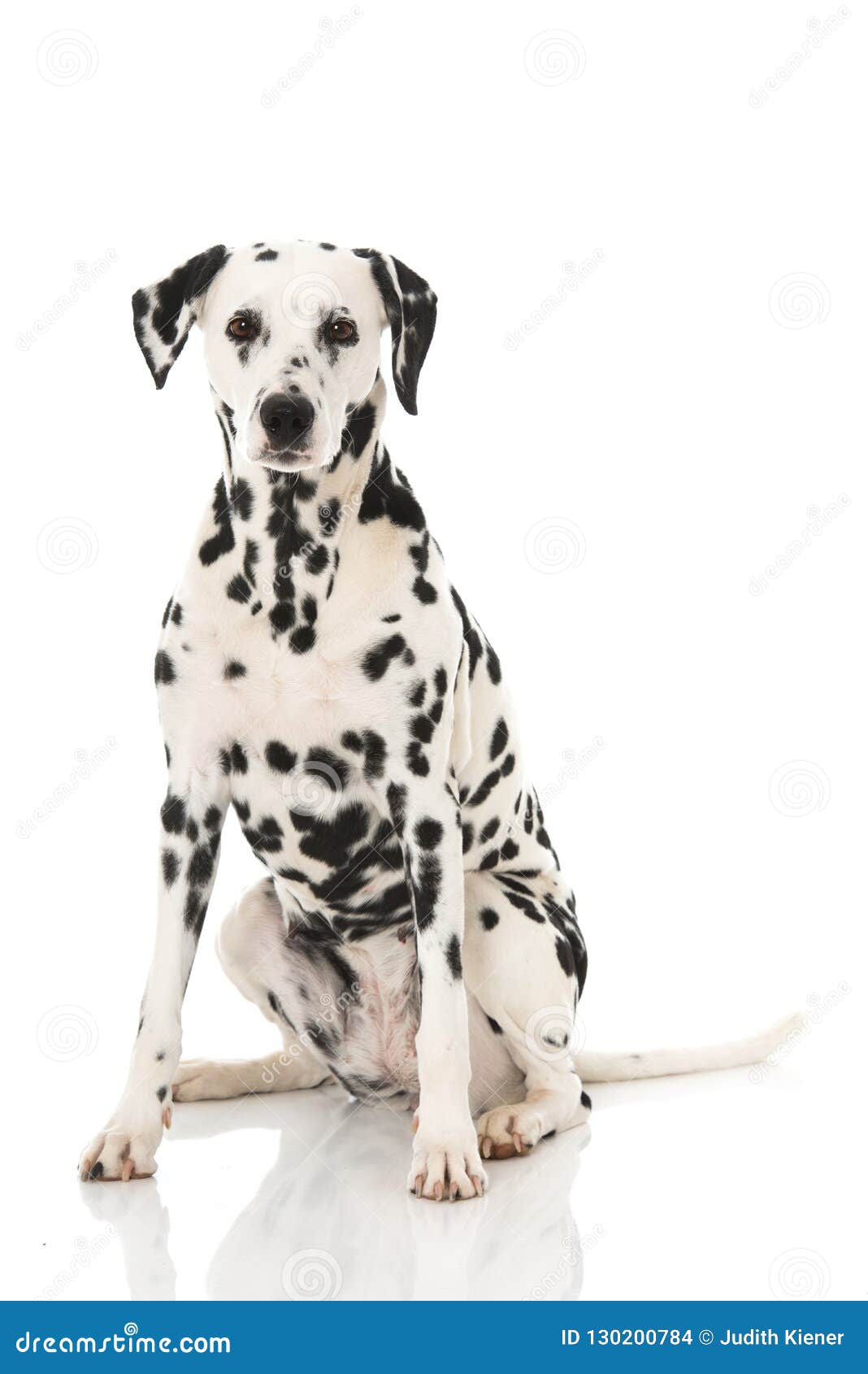 old dalmatian dog  on white background