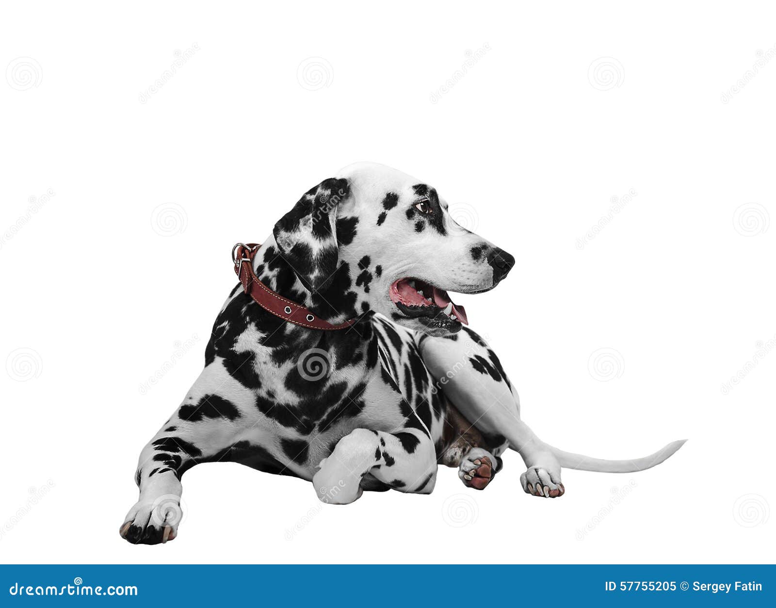 Dalmatinischer Hund, Der Seitlich Liegt Und Schaut Stockbild Bild von