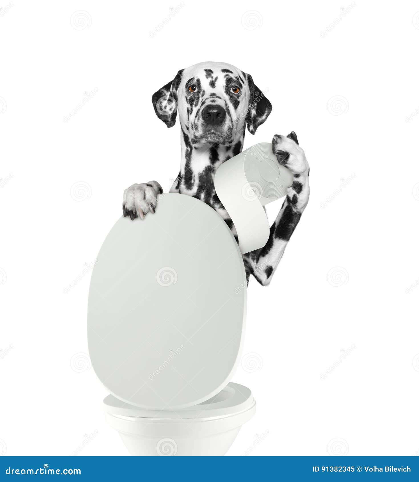 Dalmatinischer Hund, Der In Toilette Pooping Ist Stockbild Bild von