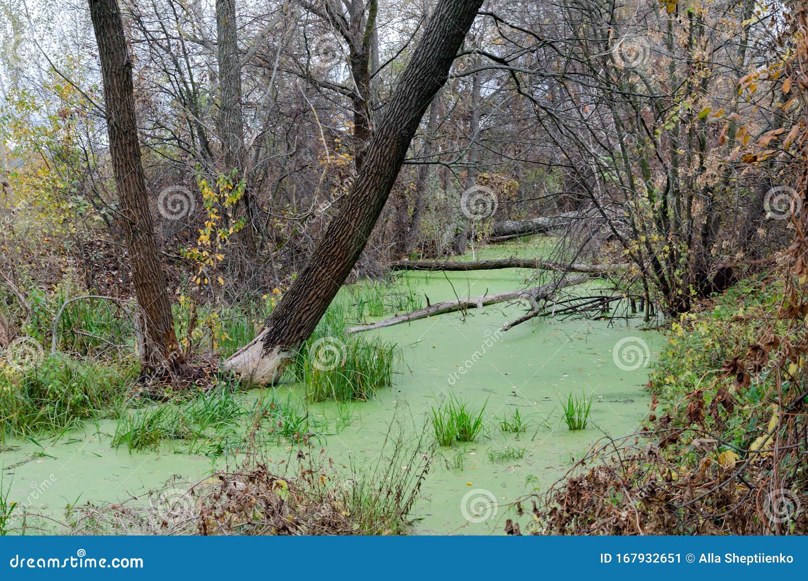 The Dam Blocked the River, the Beavers Built Stock Image Image of