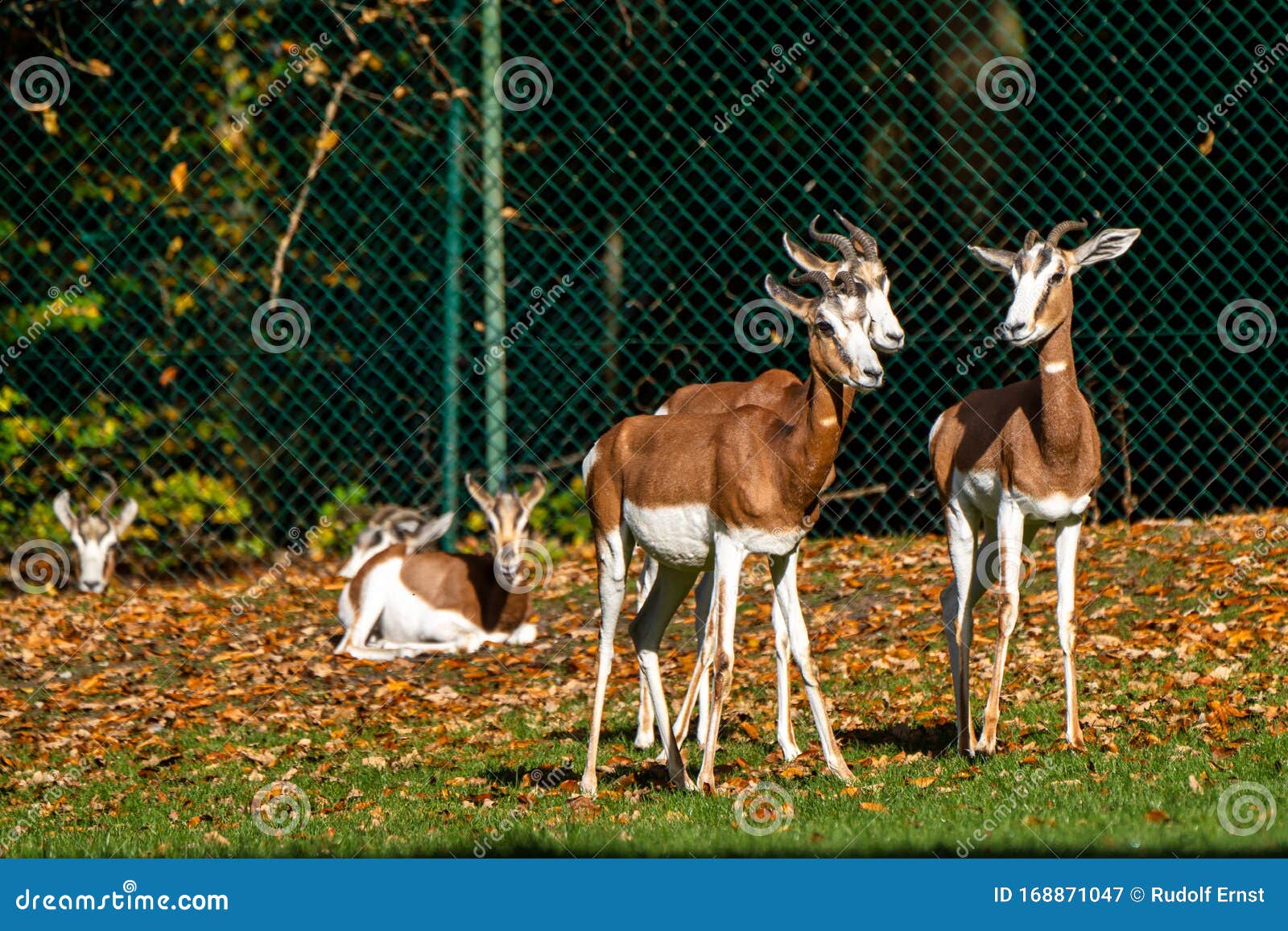 dama gazelle, gazella dama mhorr or mhorr gazelle is a species of gazelle