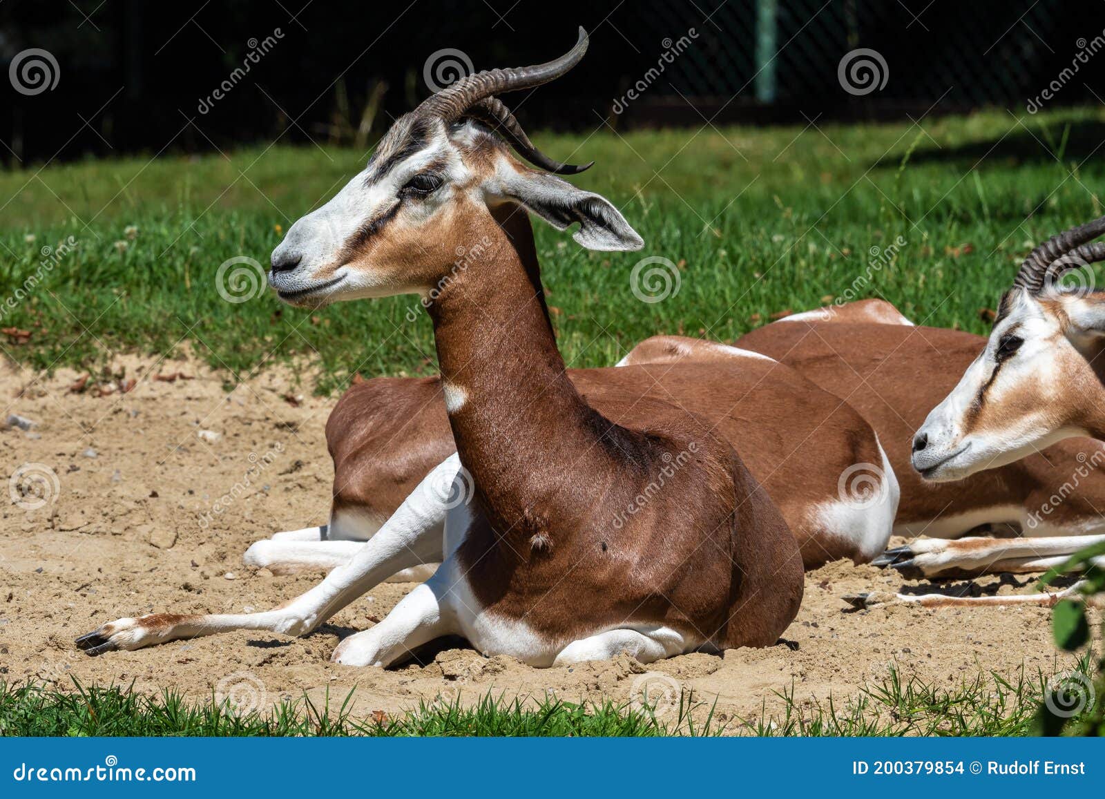 dama gazelle, gazella dama mhorr or mhorr gazelle is a species of gazelle