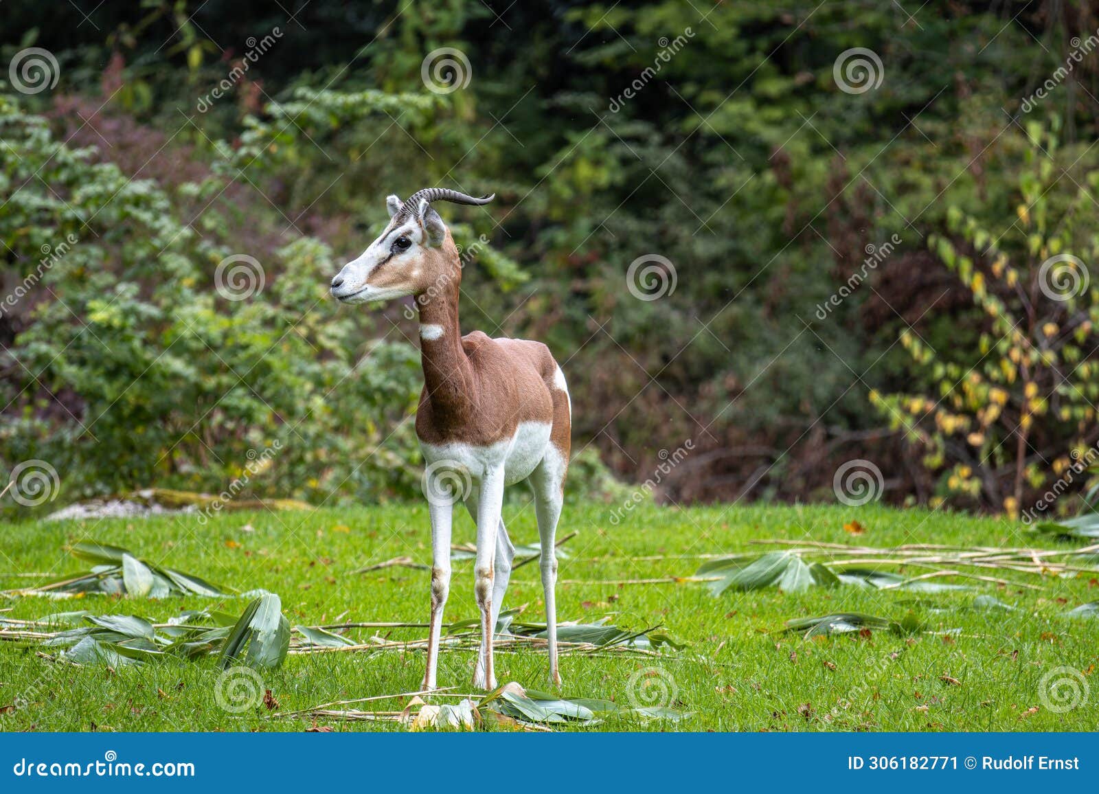 dama gazelle, gazella dama mhorr or mhorr gazelle is a species of gazelle