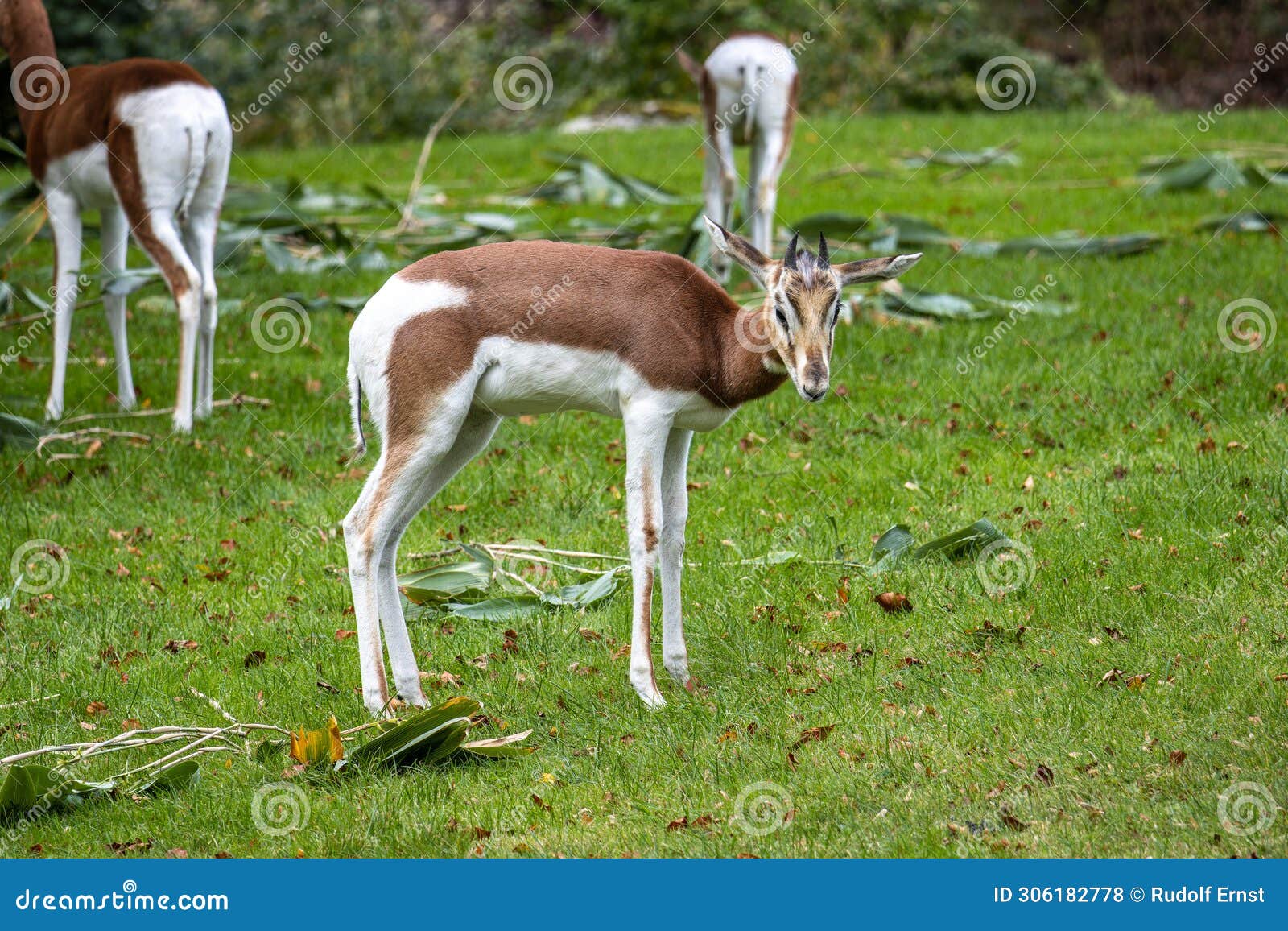 dama gazelle, gazella dama mhorr or mhorr gazelle is a species of gazelle