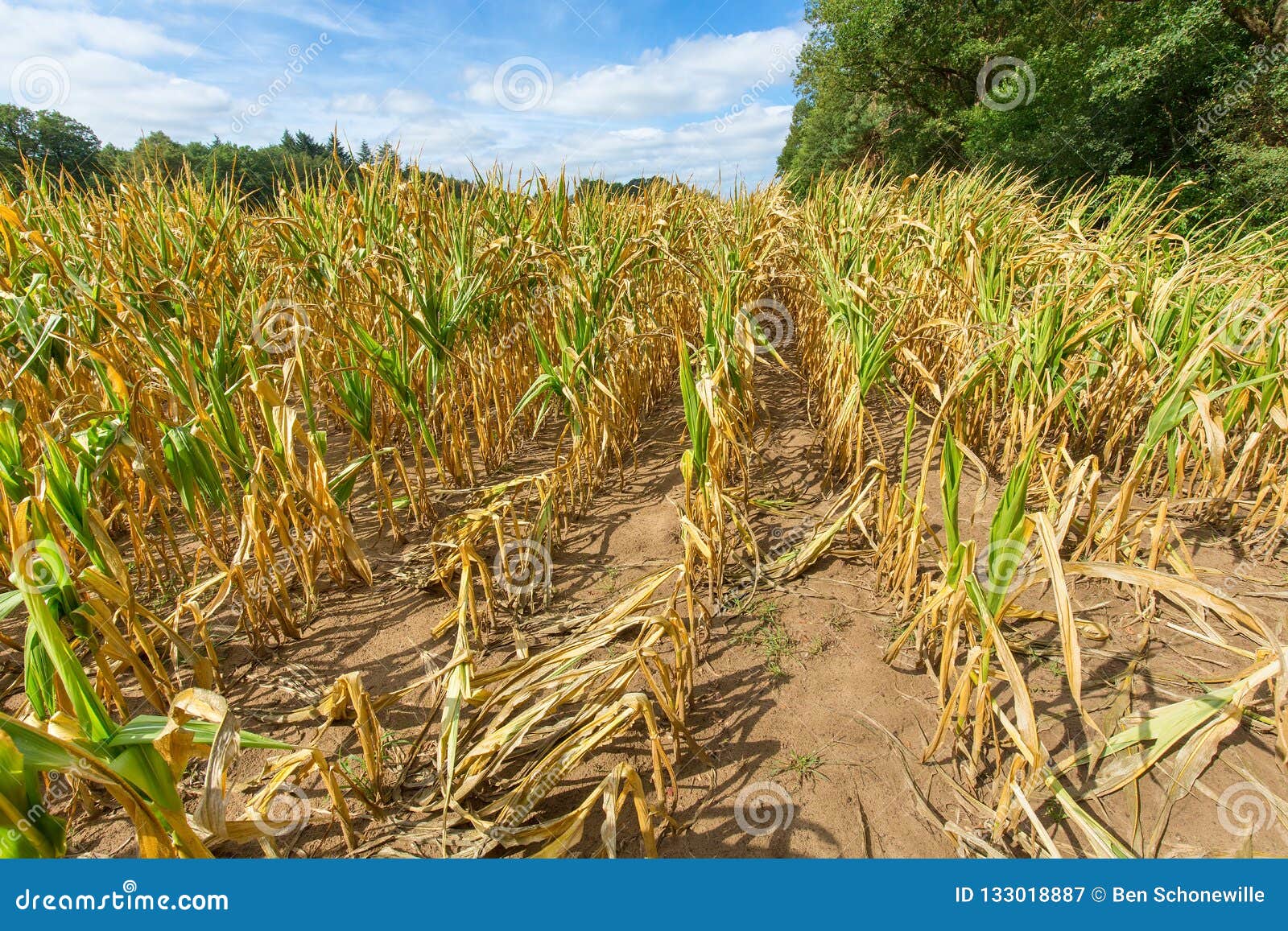 Damage in Agriculture Dried Corn Plants in Summer Stock Image Image
