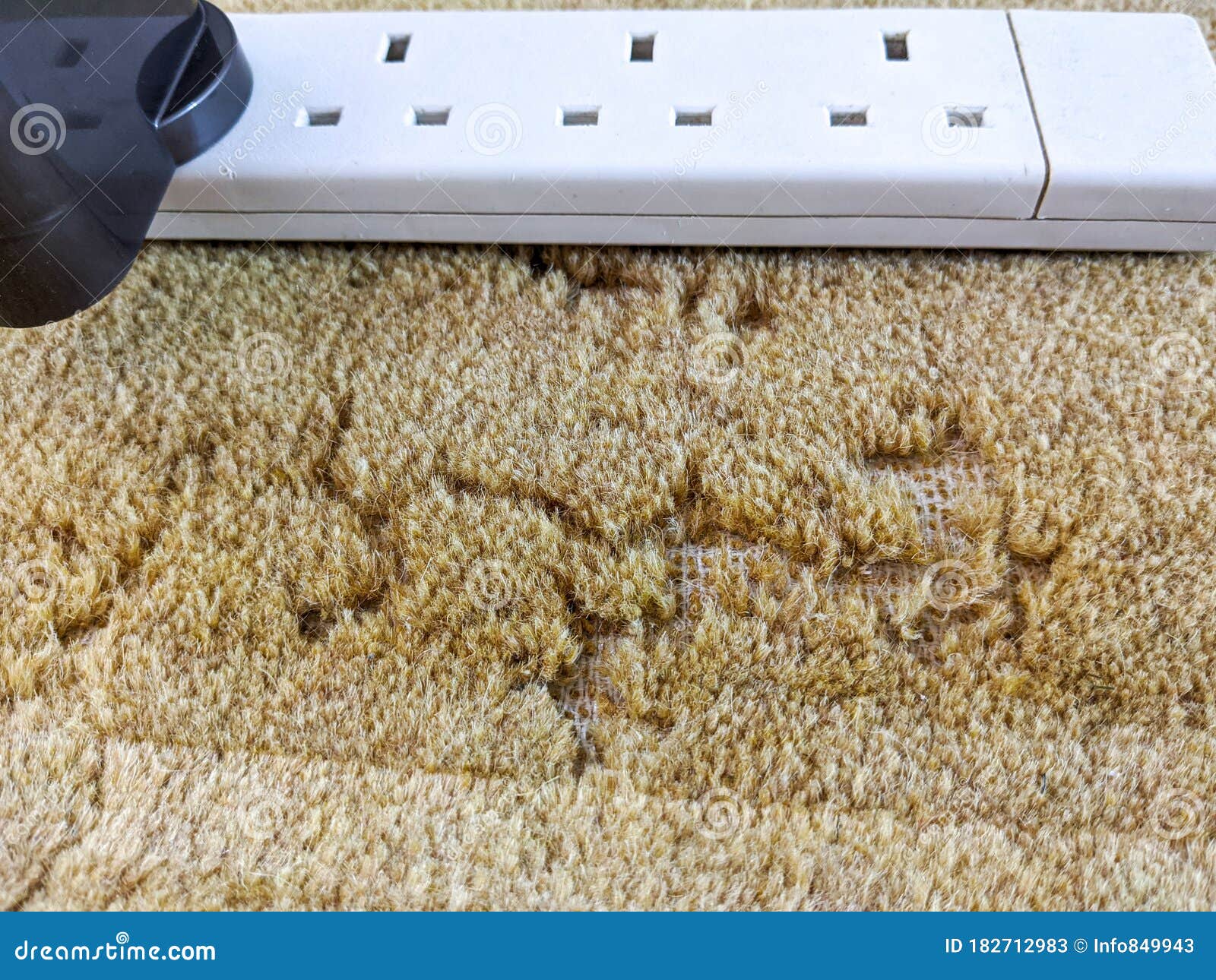damage caused to carpet by moths infestation