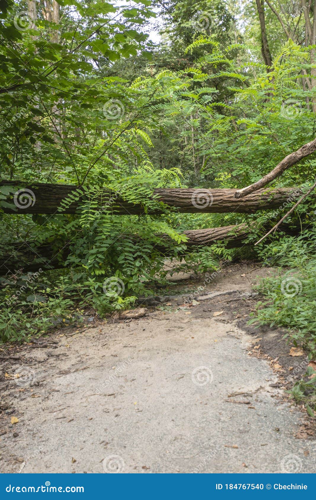 damage with fallen trees blocking a path after a storm in berlin