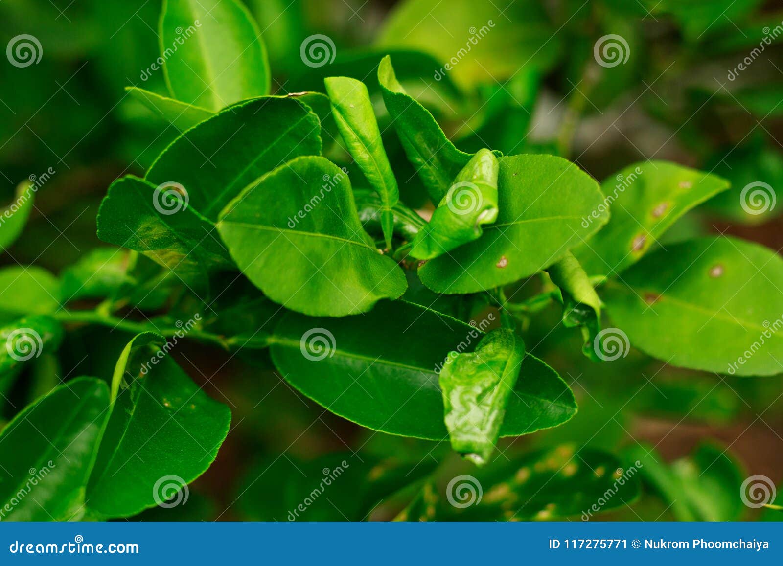 damage marked of citrus leafminer insect pest on lime leaf