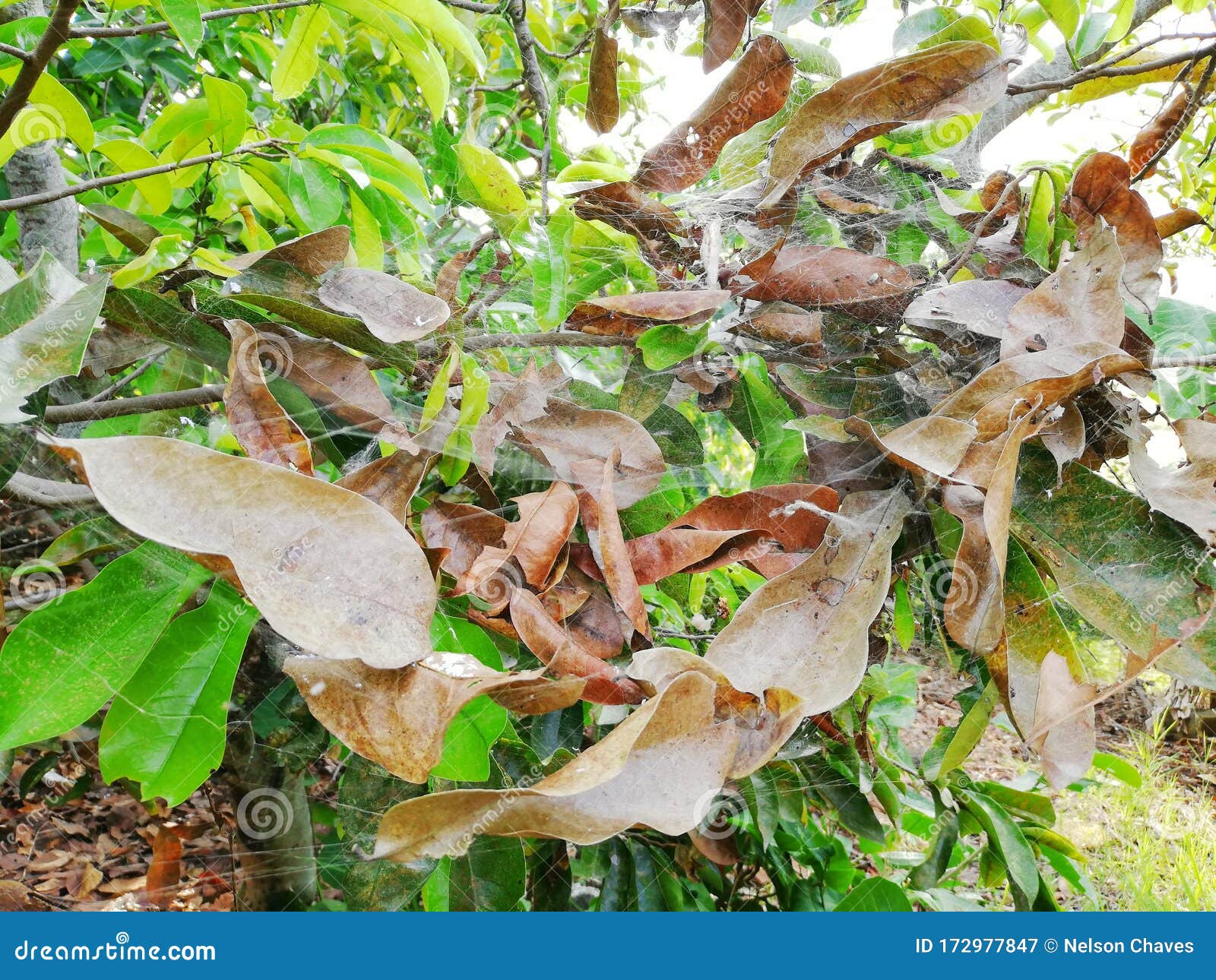 Damage from Spider s in Fruit Trees Stock Image Image of problem