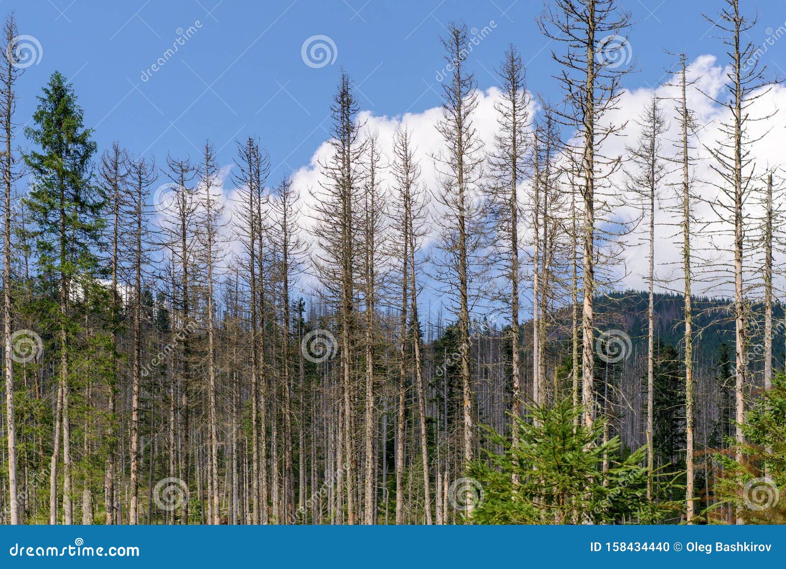 Damage On Tree After The European Spruce Bark Beetle Ips Typographus European Spruce Bark Beetle Calamity In Tatra Spruce Bark Stock Photo Image Of Danger Infested