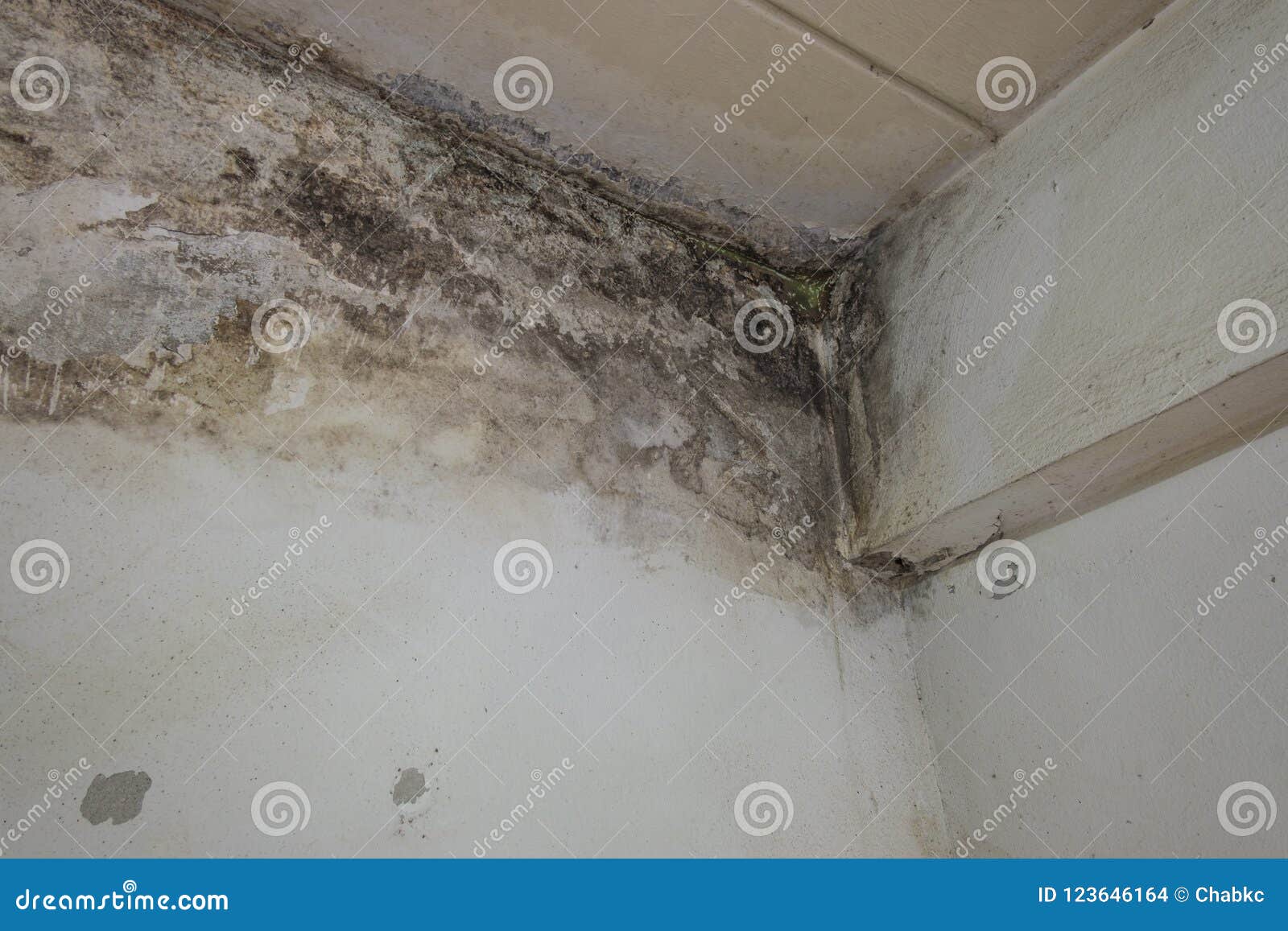 The Damage From Water Leaks Causing Mold Stock Photo Image Of