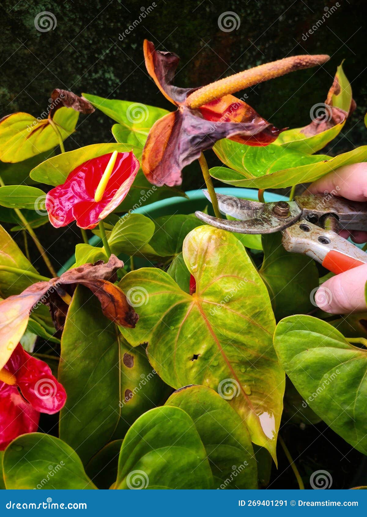 Damaged anthurium pruning stock image. Image of summer 269401291