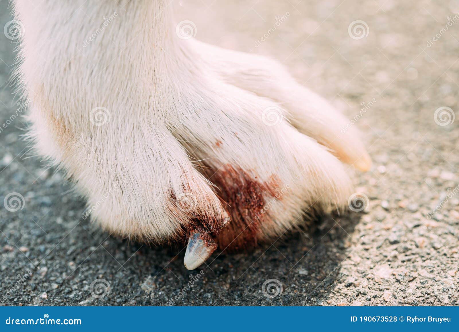 dog claw marks dog claw marks