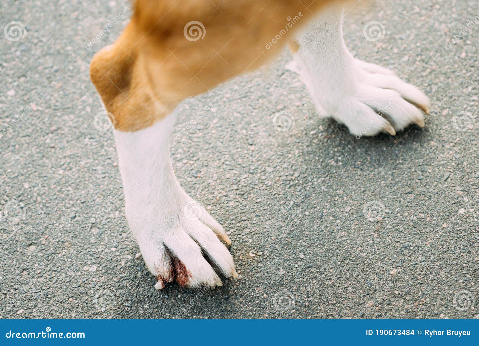 dog claw marks dog claw marks