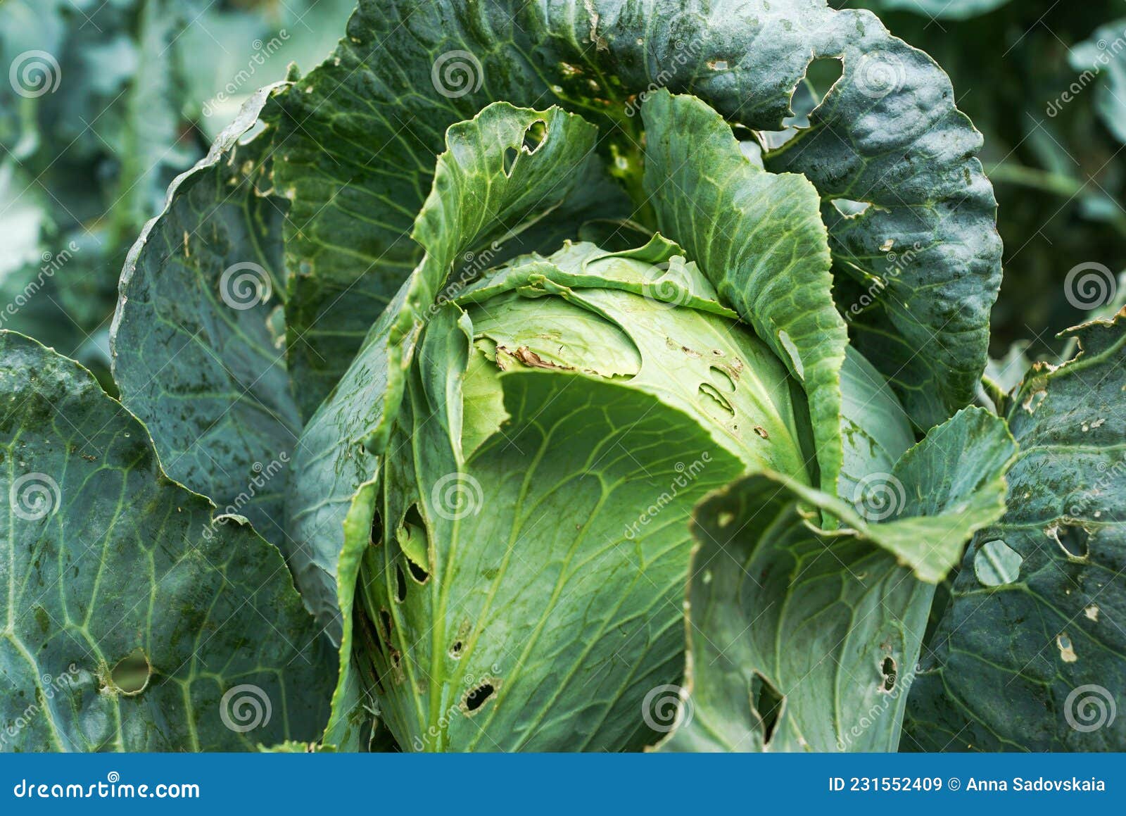 Damaged Leaves of Cabbage, Made by Cabbage Butterflies. Stock Image