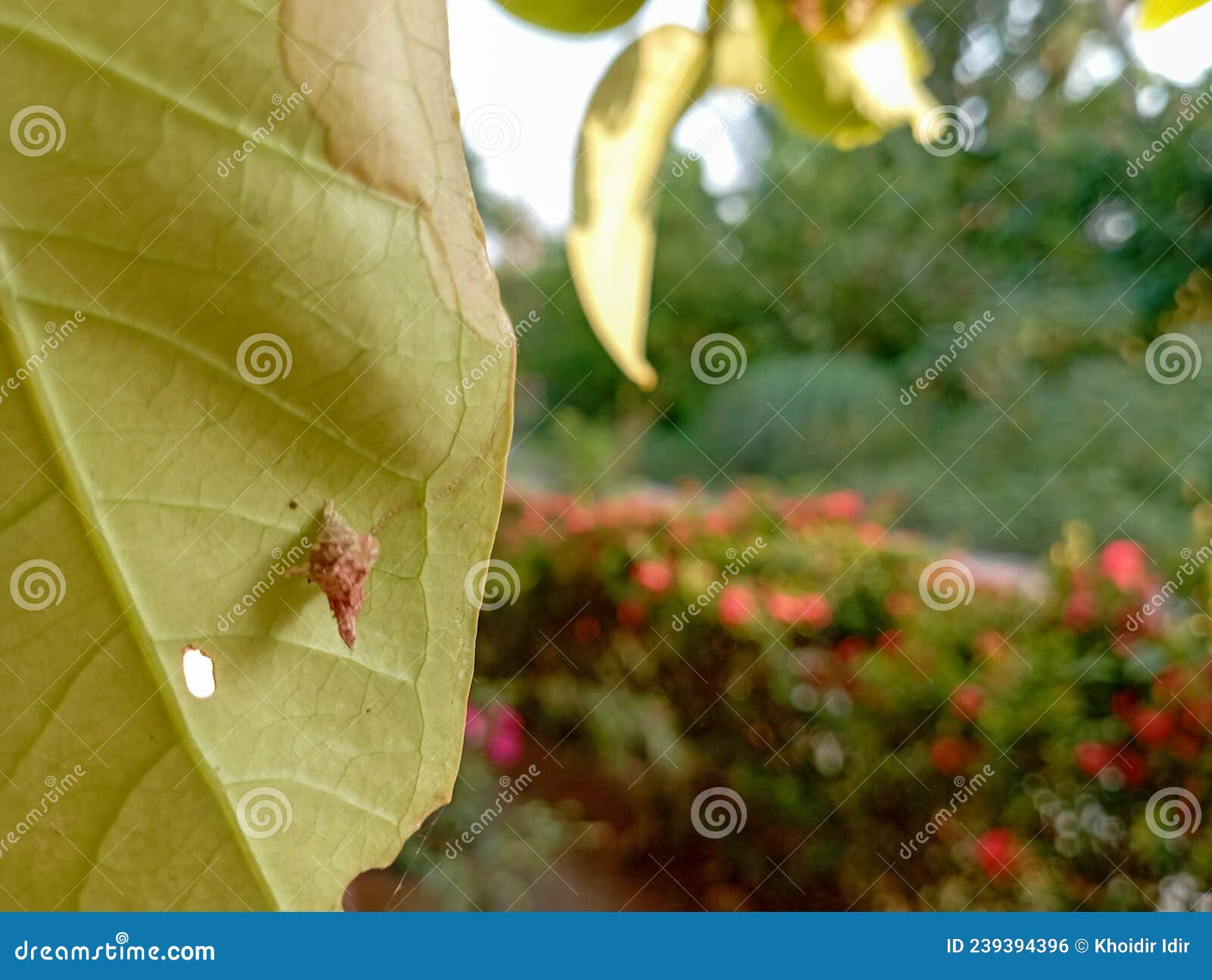 Damaged Leaves Caused by Caterpillar Bites Stock Photo Image of green