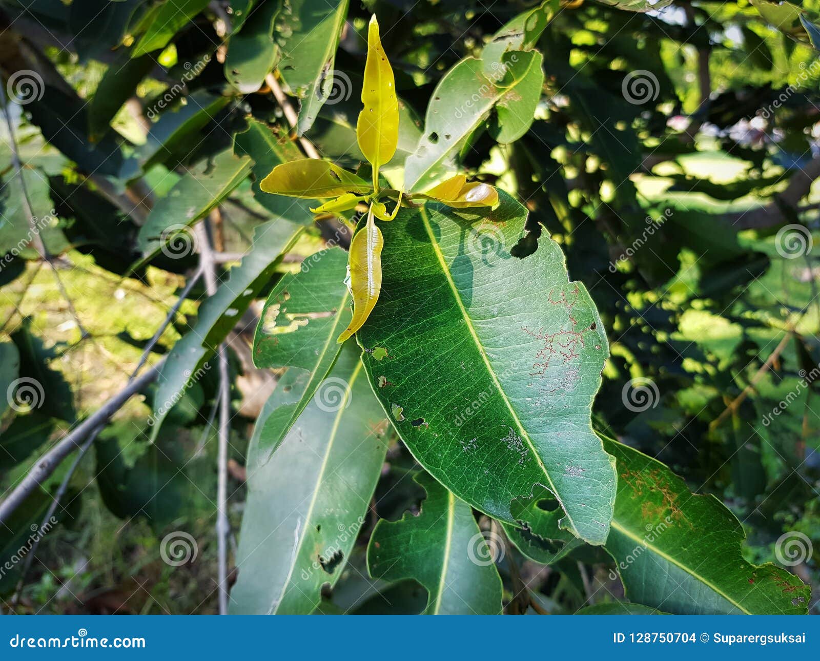 Damaged Leaves Caused by Diseases and Pests Stock Photo Image of