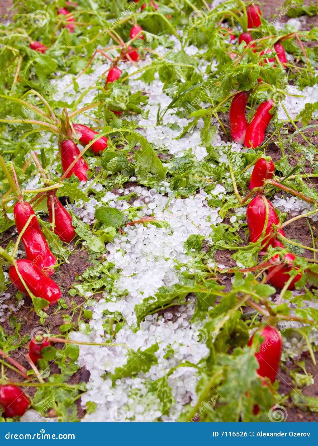 Damaged Radishes after Hailstorm Stock Photo Image of damaged, root