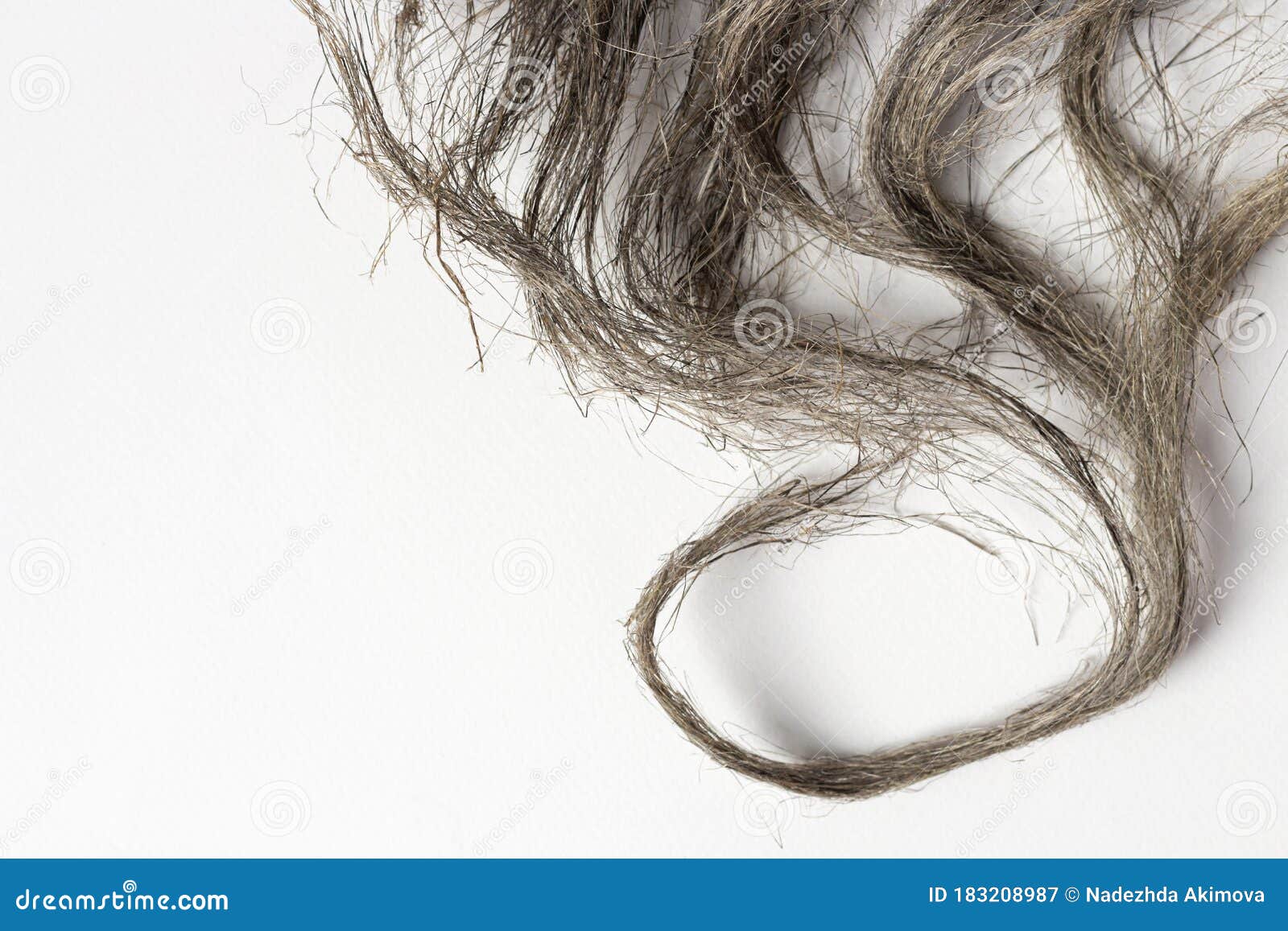 Damaged Splitting Ends of Hair. Damaged Hair Concept. Hair Care Stock Image  - Image of alopecia, bunch: 183208987