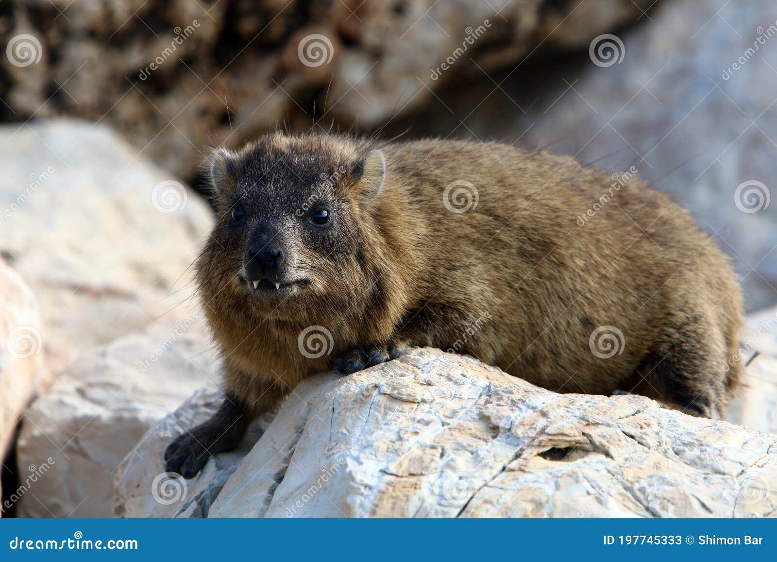 hyraxes sit on hot rocks on the mediterranean coast