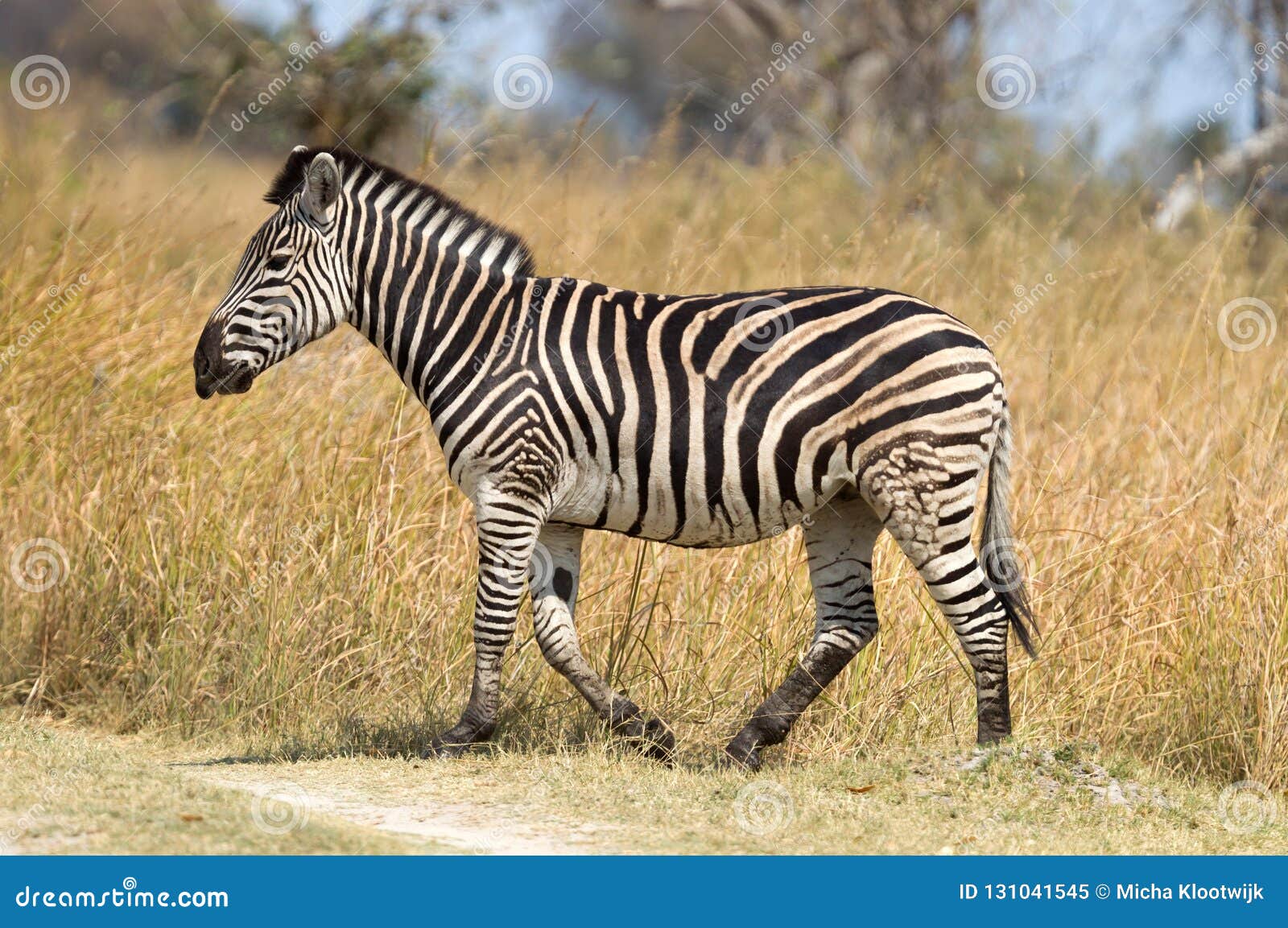 damara zebra equus burchelli antiquorum