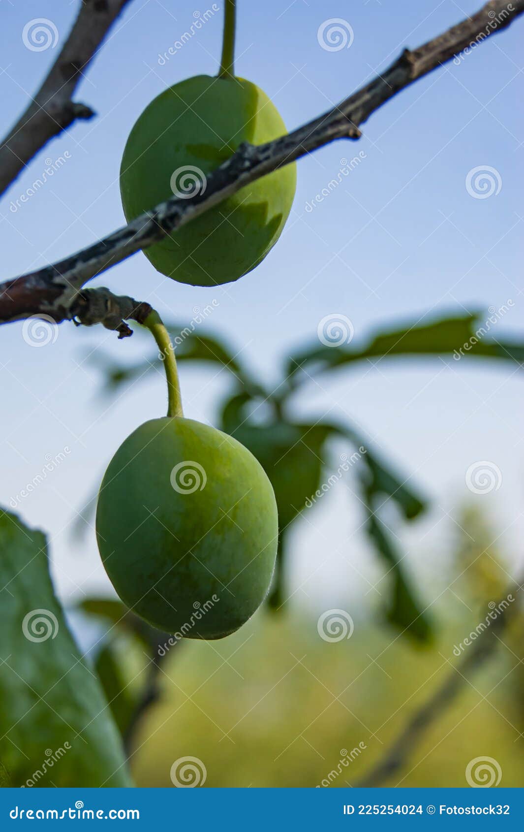 Muitas Frutas De Damasco Em Uma Árvore No Jardim Em Um Dia De Verão  Brilhante. Frutas De Damasco Maduras Pendem No Ramo Da Árvore. Frutas  Orgânicas. Comida Saudável. Damascos Maduros. Foto Royalty