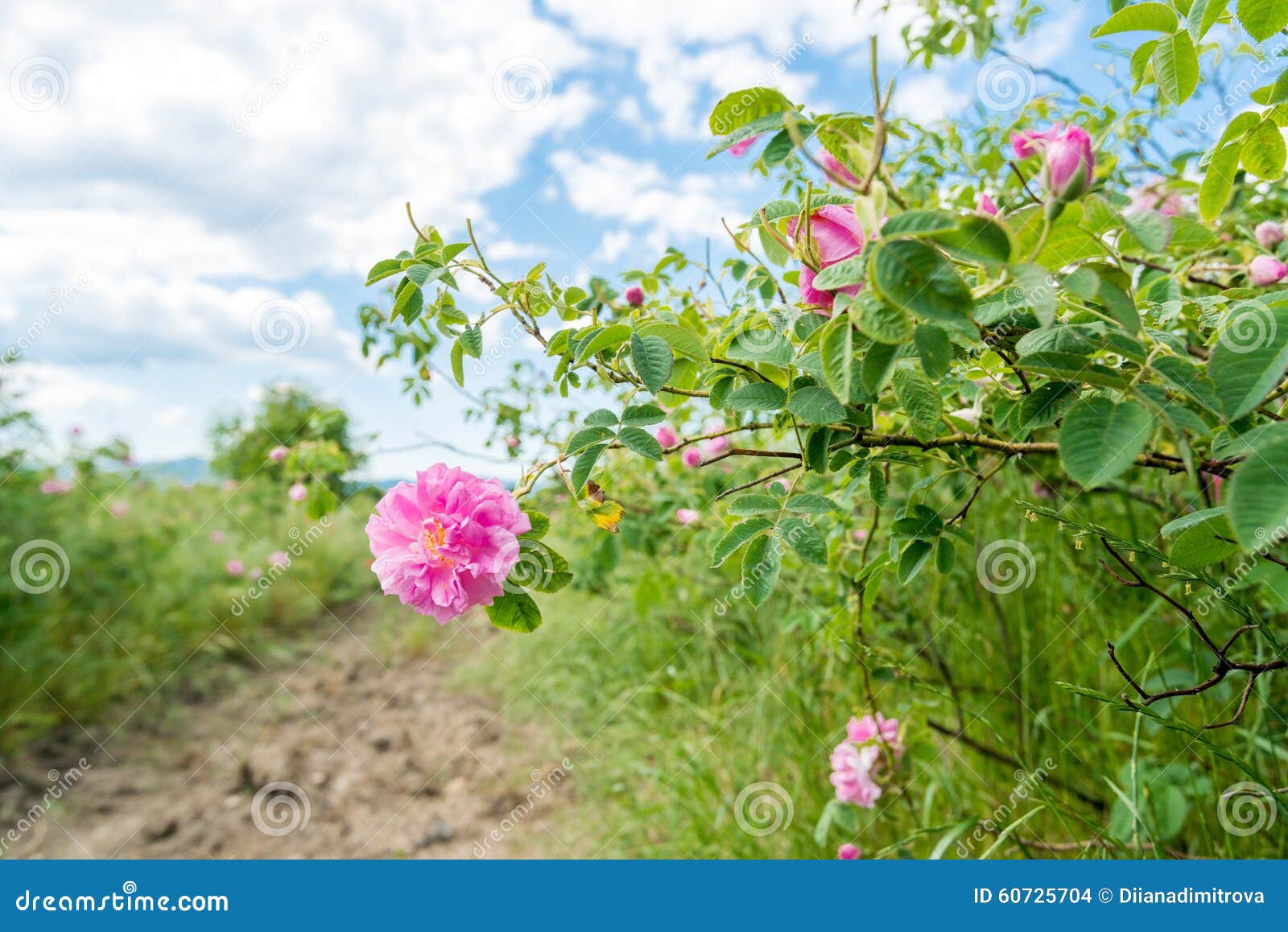 Damask rose stock photo. Image of breeding, field, floral 60725704