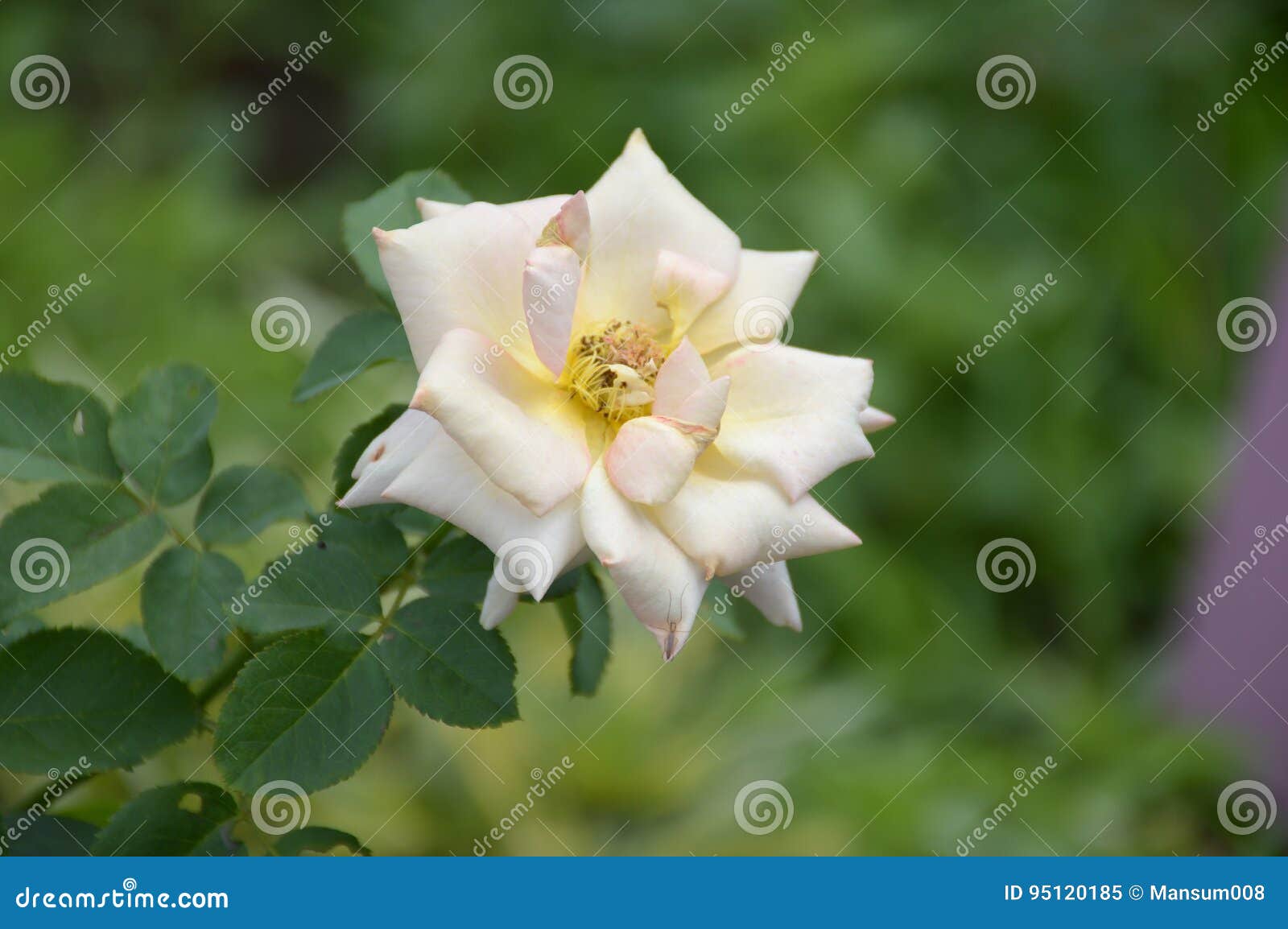 Damask Rose Flower in Garden Stock Image Image of botany, outdoor