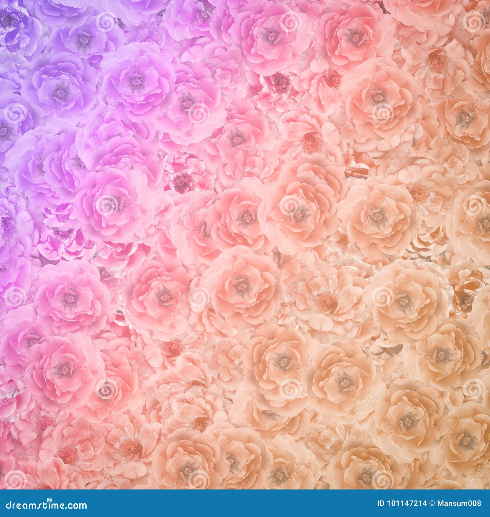 Damask Rose Flower Pattern Background Stock Photo Image of damask