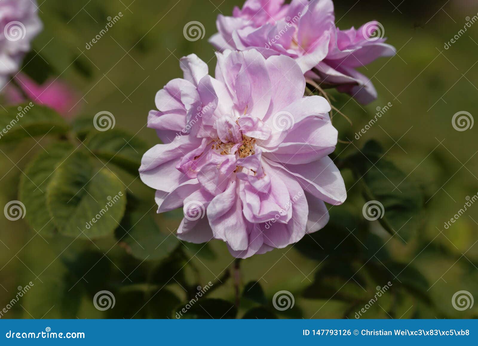 Damask rose Rosa damascena stock photo. Image of perfume 147793126