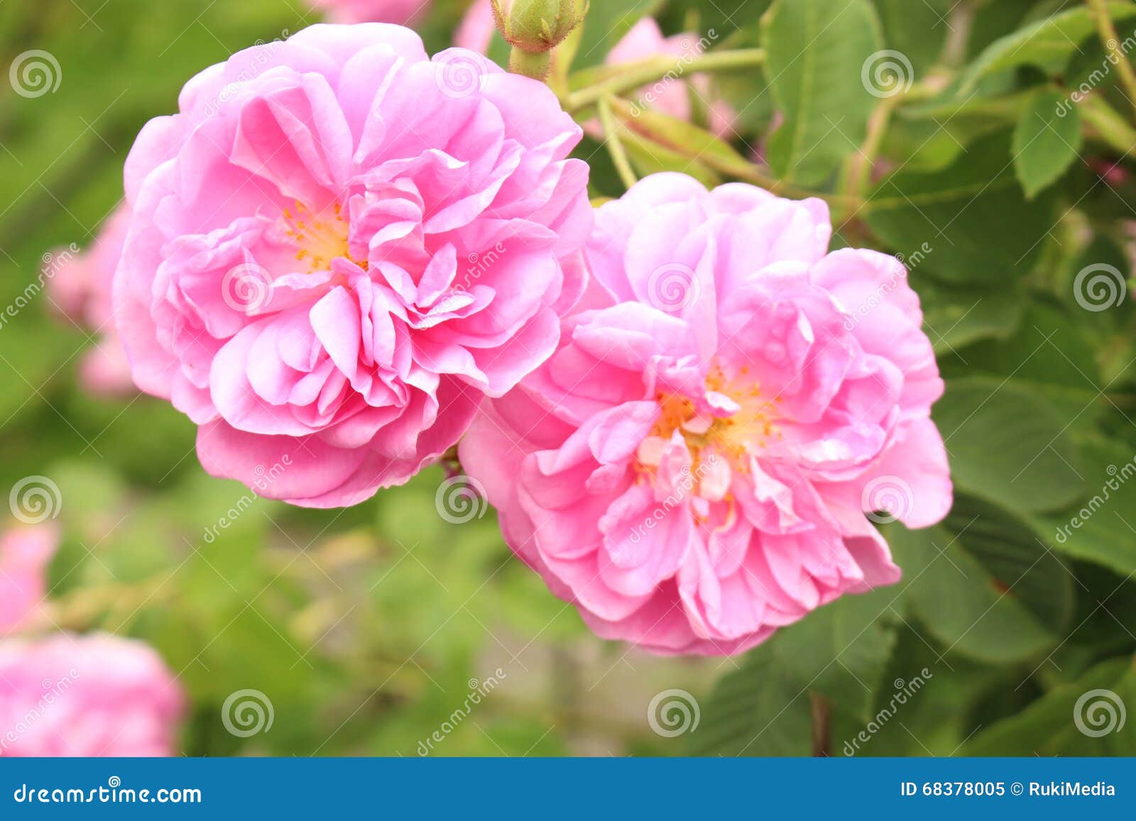 damask rose - rosa x damascena