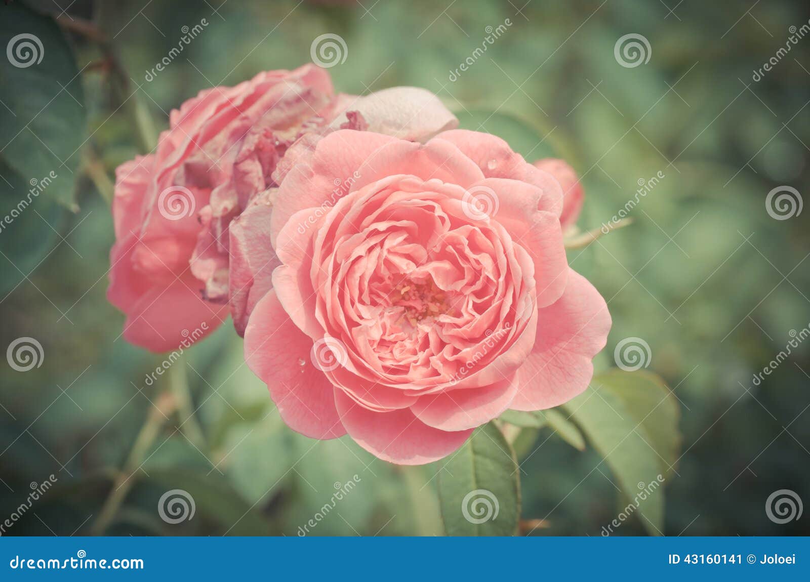 Damask Rose, Vintage Flower Stock Image Image of damascena, stamen