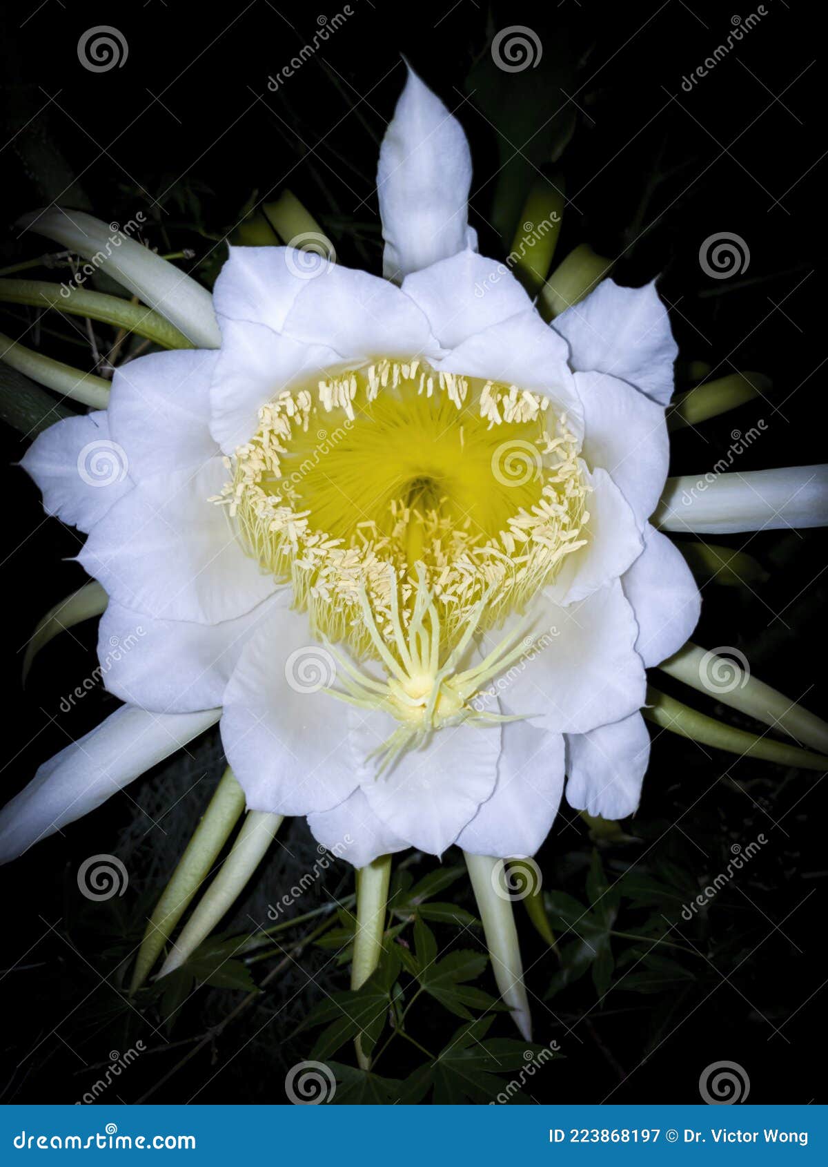 Dame De La Fleur De Nuit En Fleurs Image stock - Image du botanique, frais:  223868197