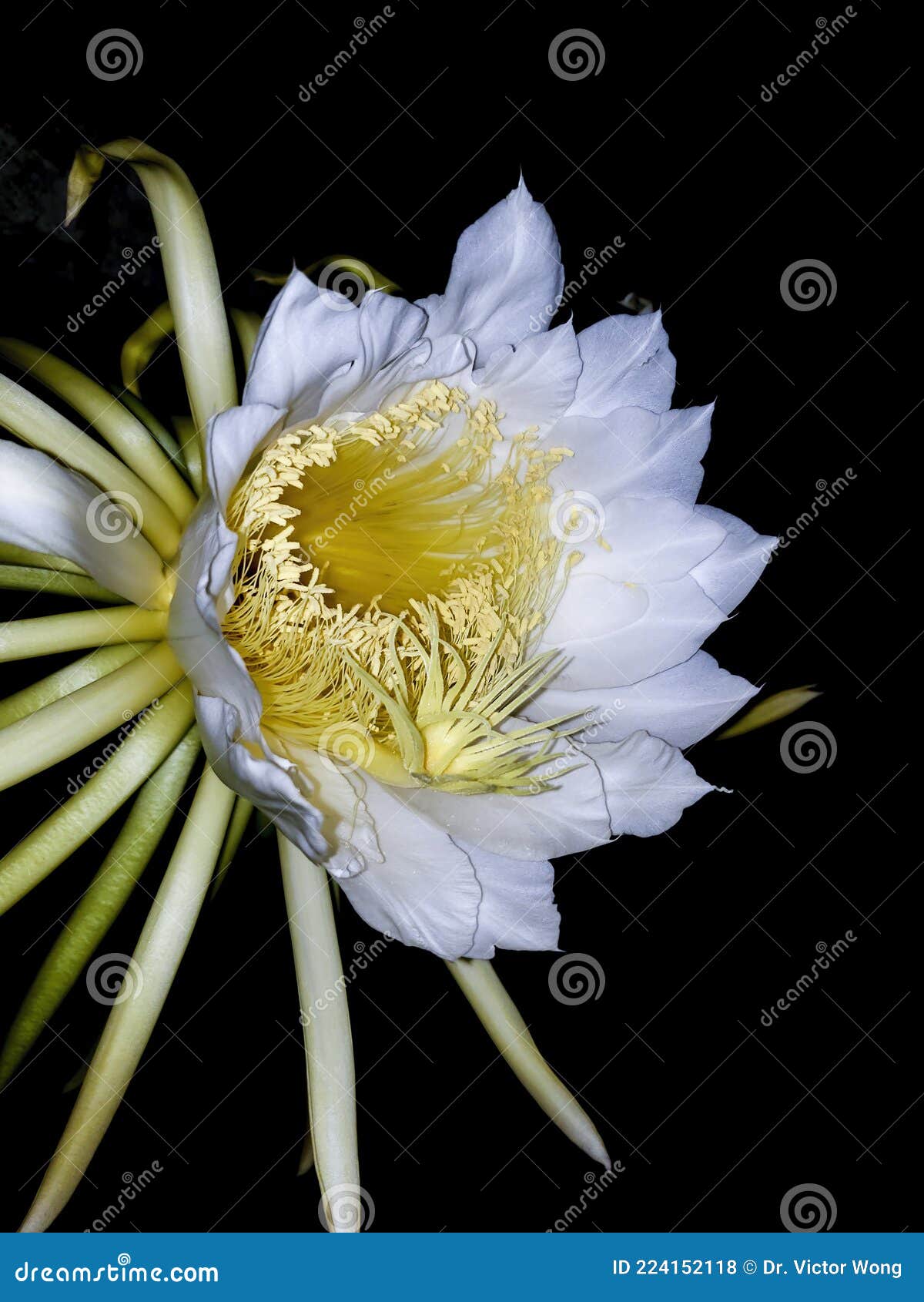 Dame De La Fleur De Nuit En Fleurs Photo stock - Image du indigène, fermer:  224152118