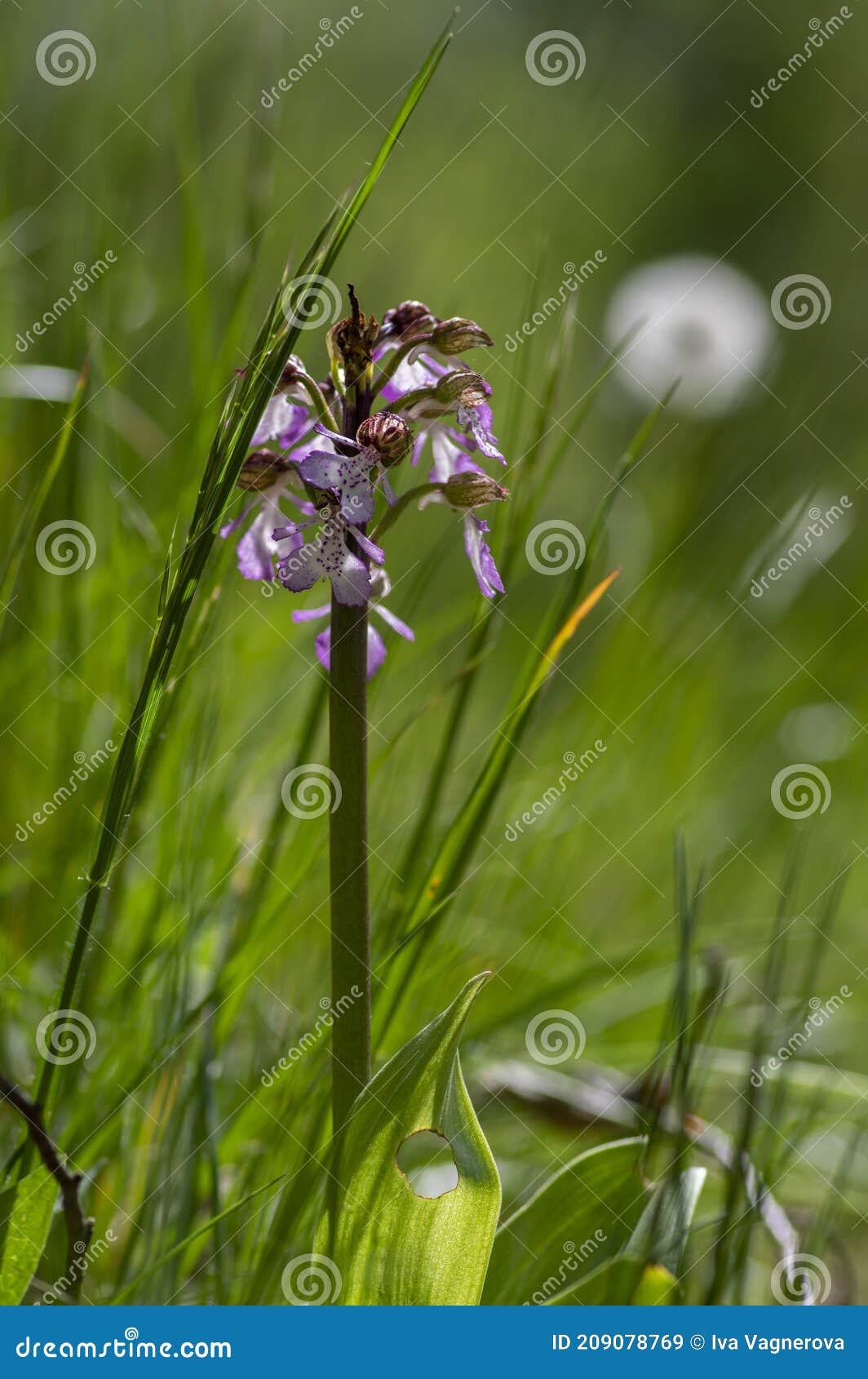 Dame Orchidée Orchidée Purpurea Floraison Plantes Protégées Belles Fleurs  Violettes Blanches En Fleur Sur La Tige Haute Aussi Avec Image stock -  Image du vert, blanc: 209078769