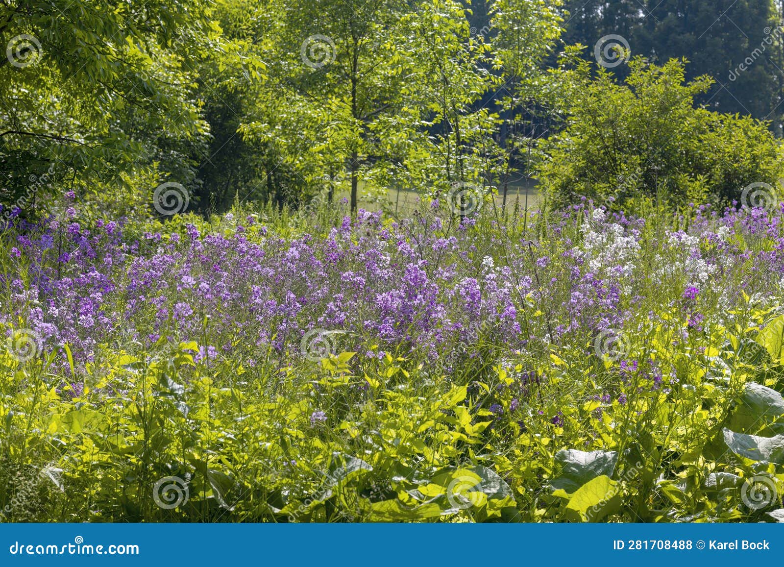dame's rocket (hesperis matronalis)