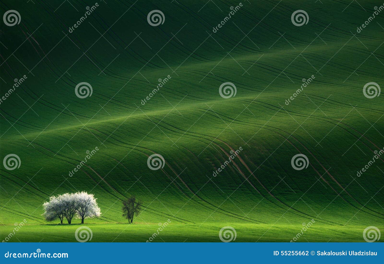 Damen im Weiß Blühende Bäume des weißen Frühlinges auf einem Hintergrund eines grünen Hügels, der durch die untergehende Sonne he